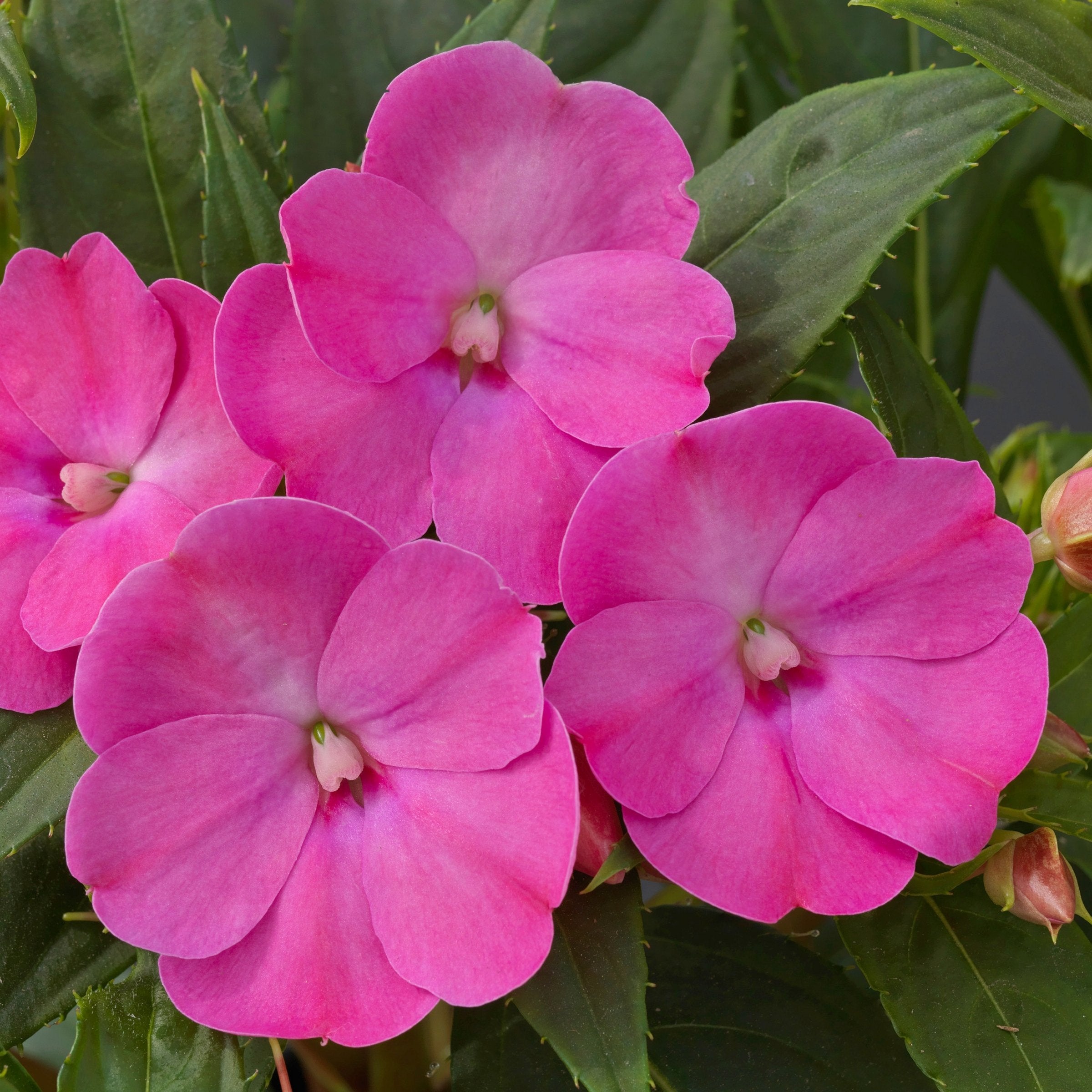 Impatiens, SunPatiens® 3-N-1 Best Friends Mix - 4" Pot