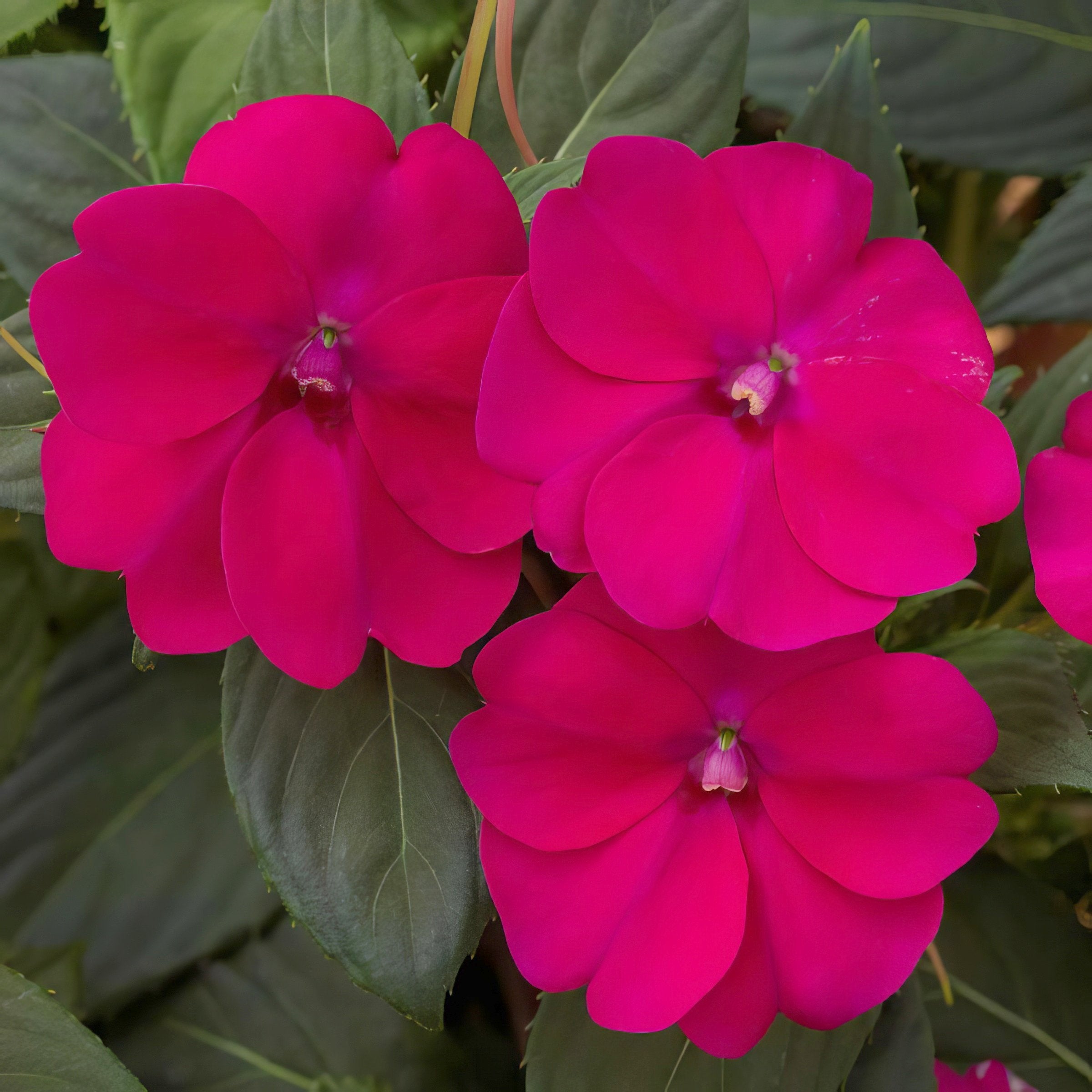 Impatiens, SunPatiens® 3-N-1 Best Friends Mix - 4" Pot
