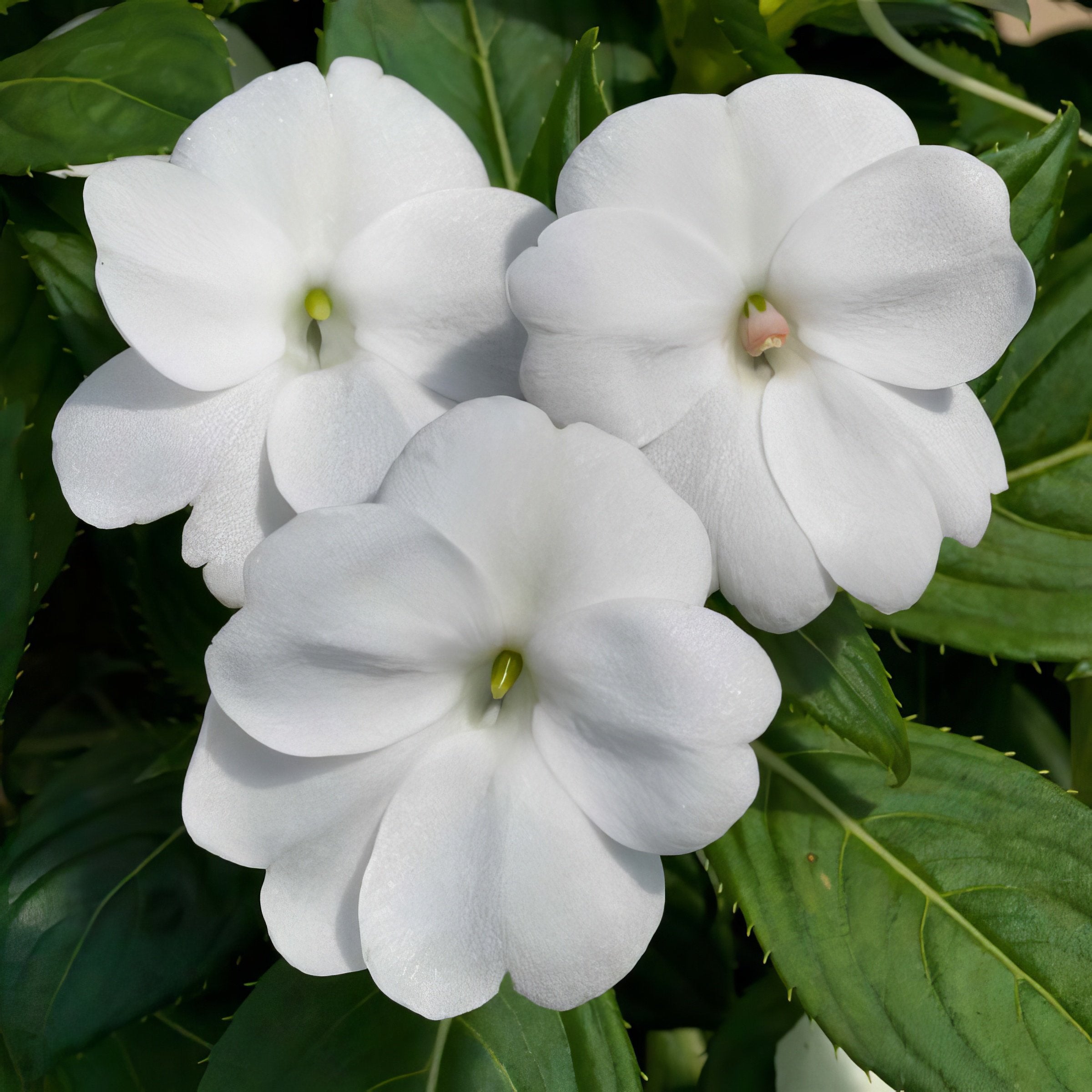 Impatiens, SunPatiens® 3-N-1 Best Friends Mix - 4" Pot