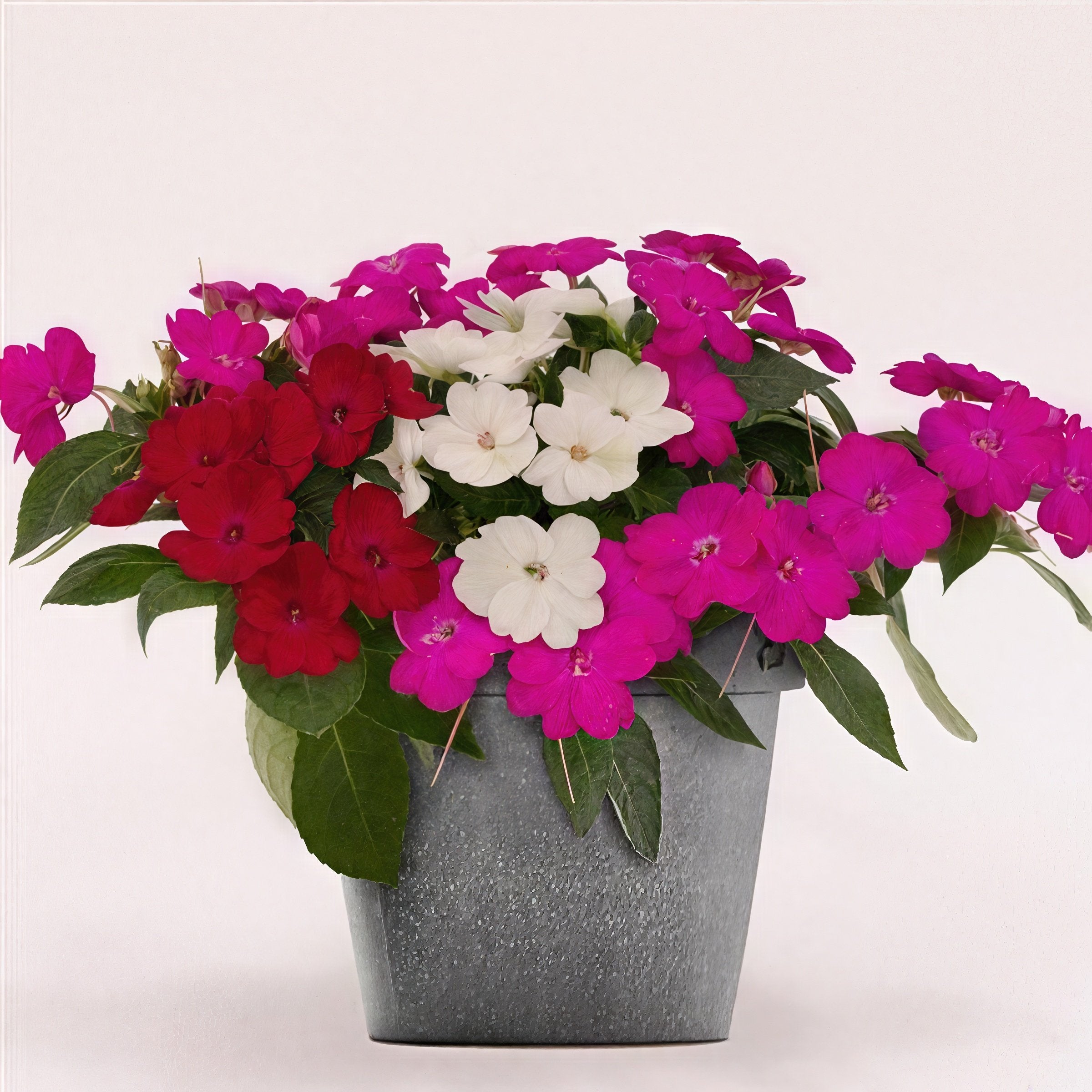 Impatiens, SunPatiens® 3-N-1 Best Friends Mix - 4" Pot