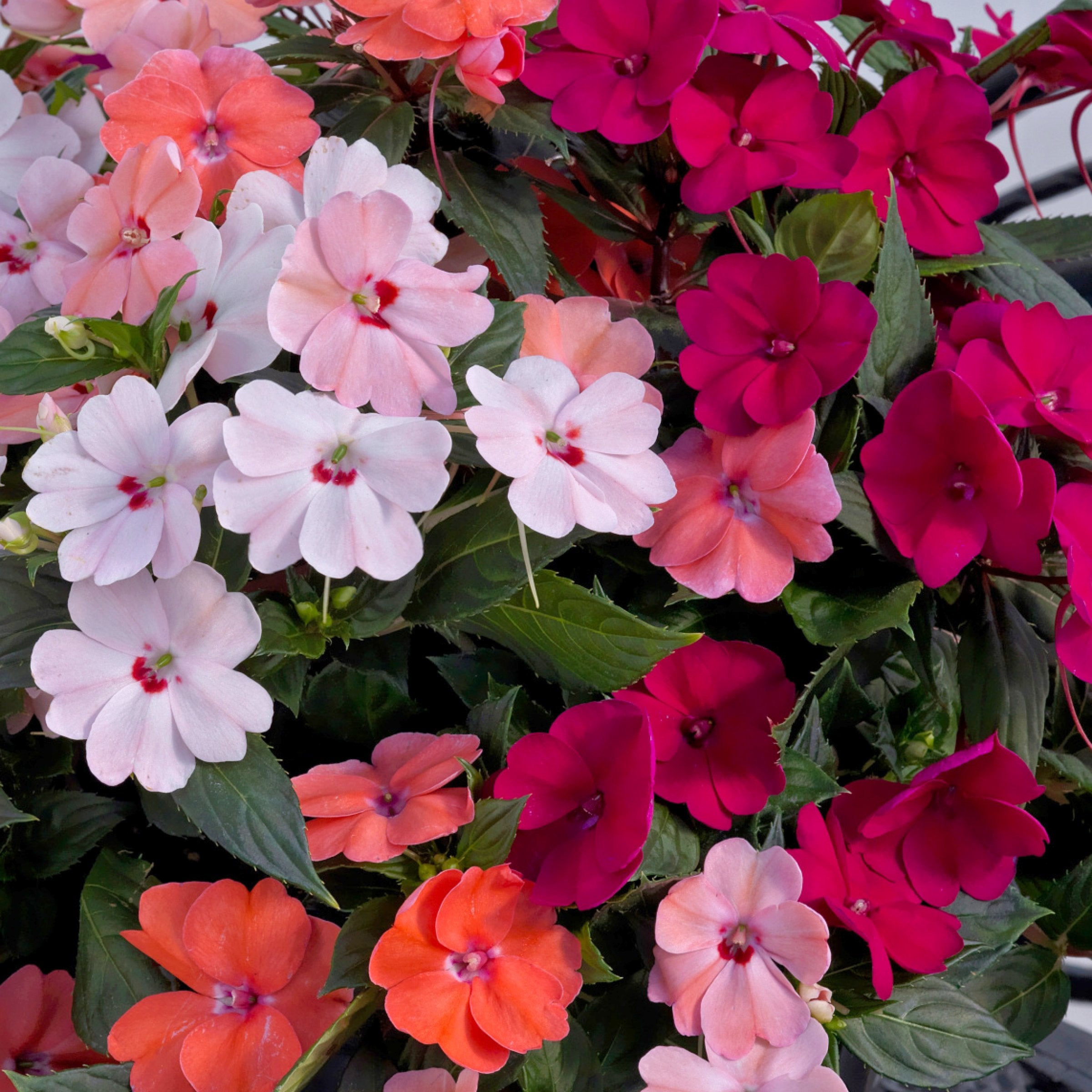 Impatiens, SunPatiens® 3-N-1 Lovebird Mix - 4" Pot
