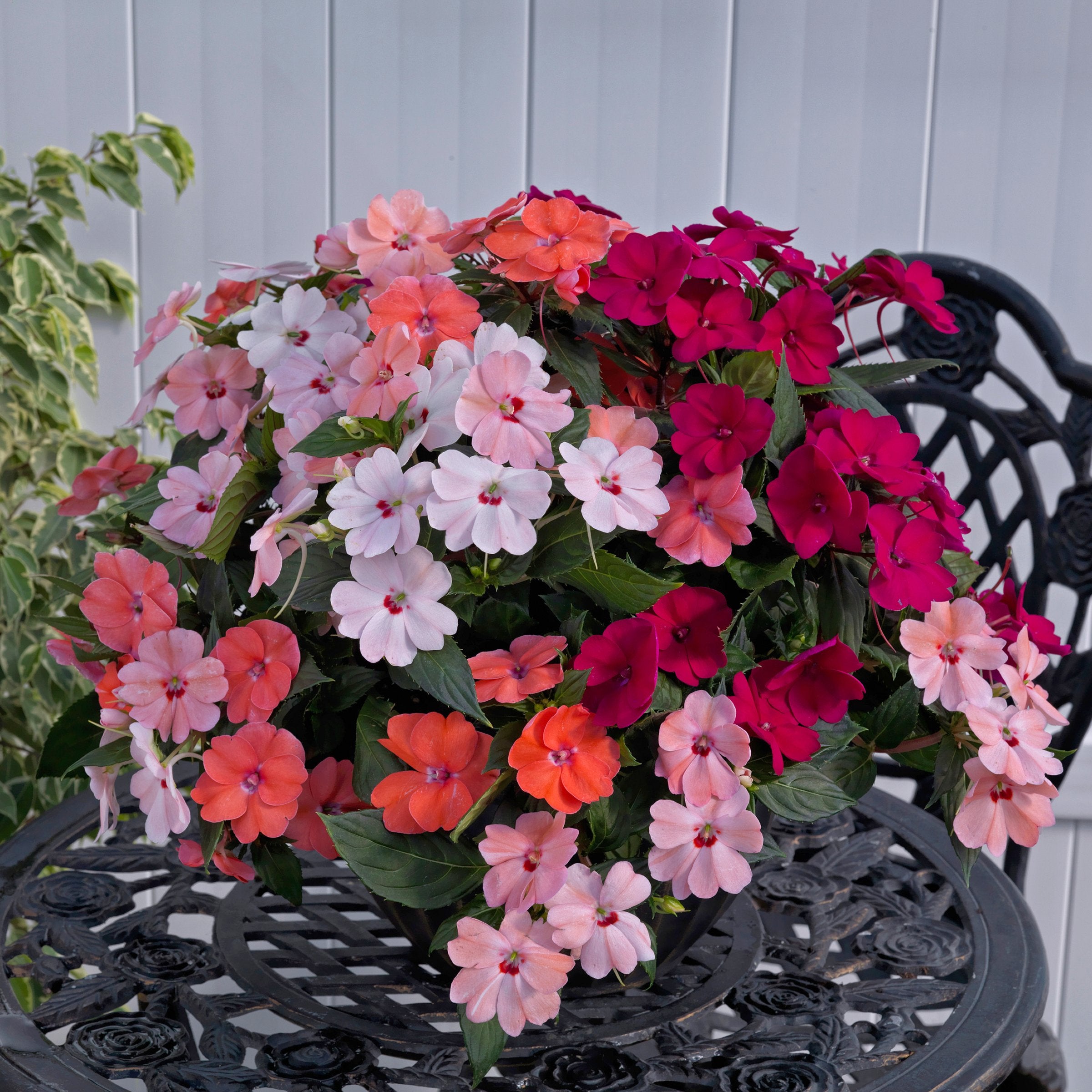 Impatiens, SunPatiens® 3-N-1 Lovebird Mix - 4" Pot