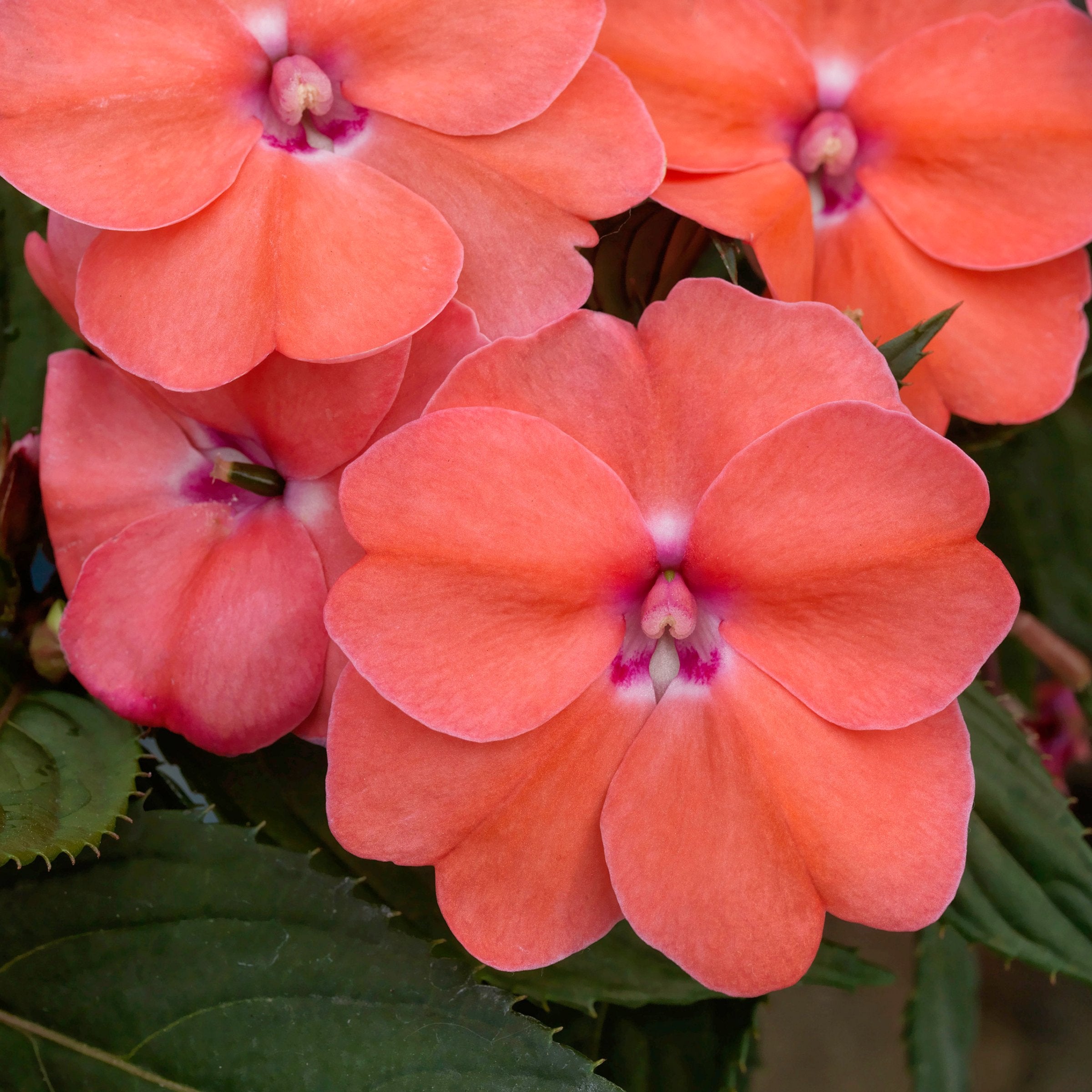 Impatiens, SunPatiens® 3-N-1 Lovebird Mix - 4" Pot