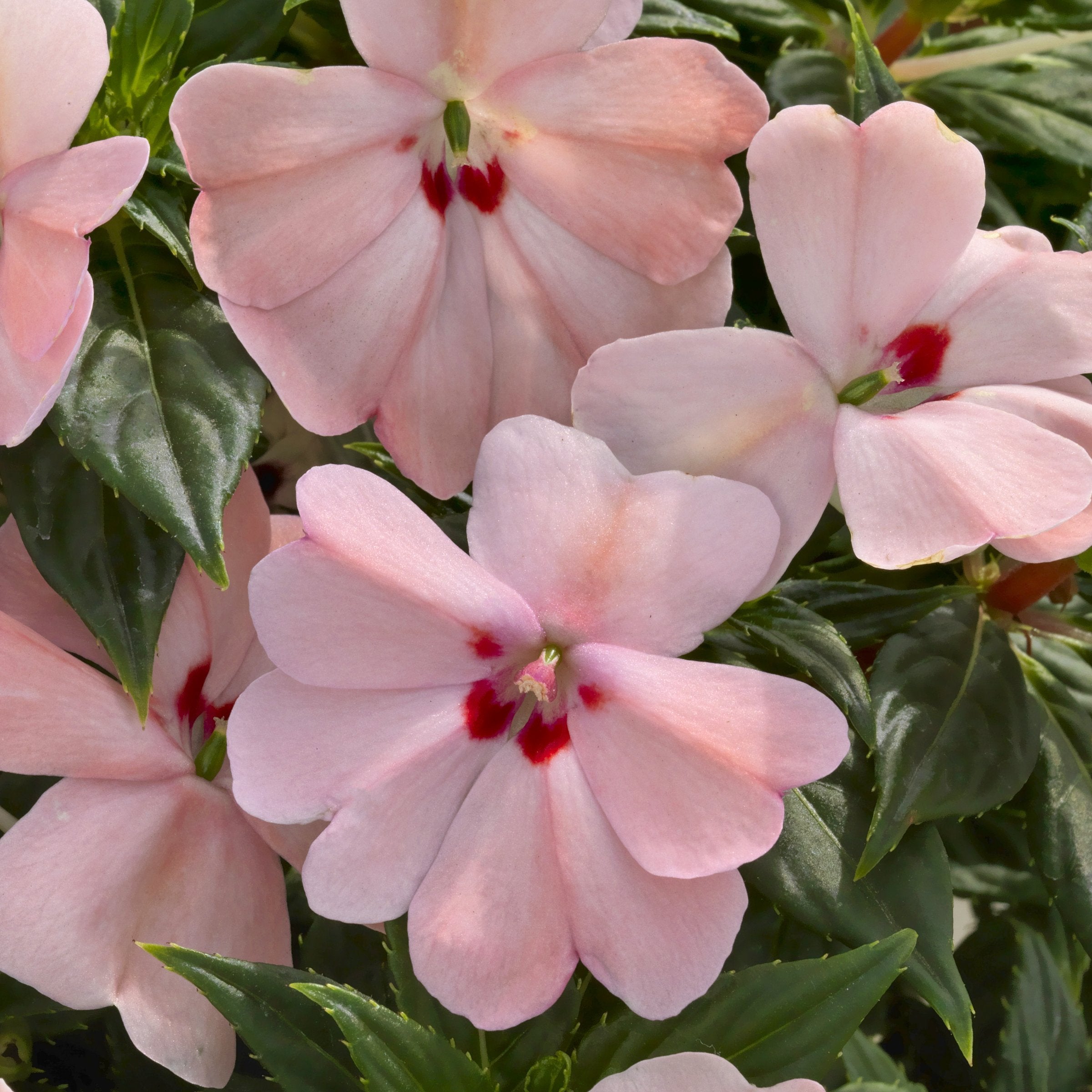 Impatiens, SunPatiens® 3-N-1 Lovebird Mix - 4" Pot