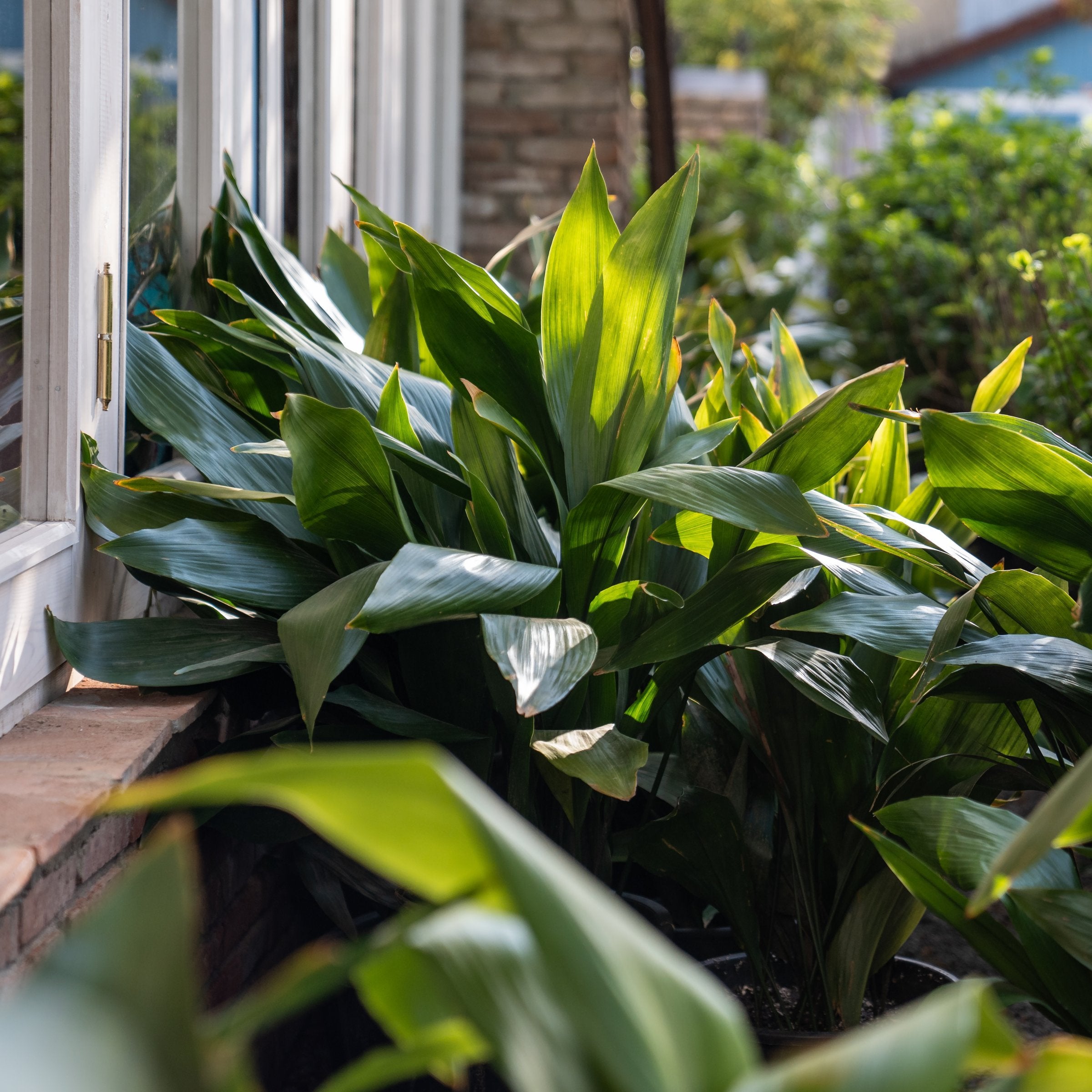 Aspidistra Cast Iron Plant - 1 Gallon Pot