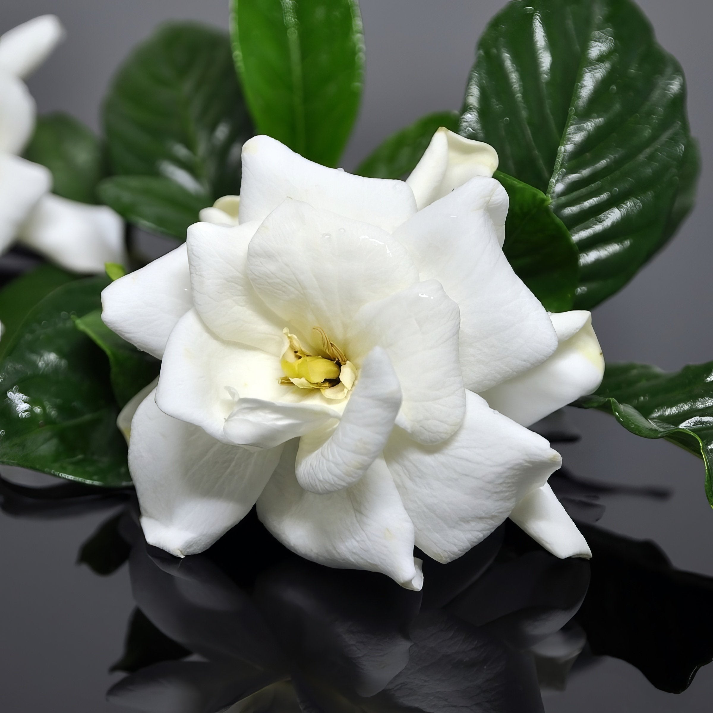 Gardenia 'Frostproof' - 1 Gallon Pot