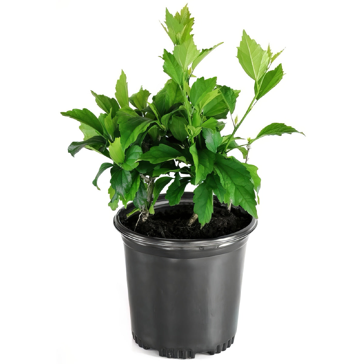 Hibiscus, Head Over Heels® 'Blush' - 1 Gallon Pot