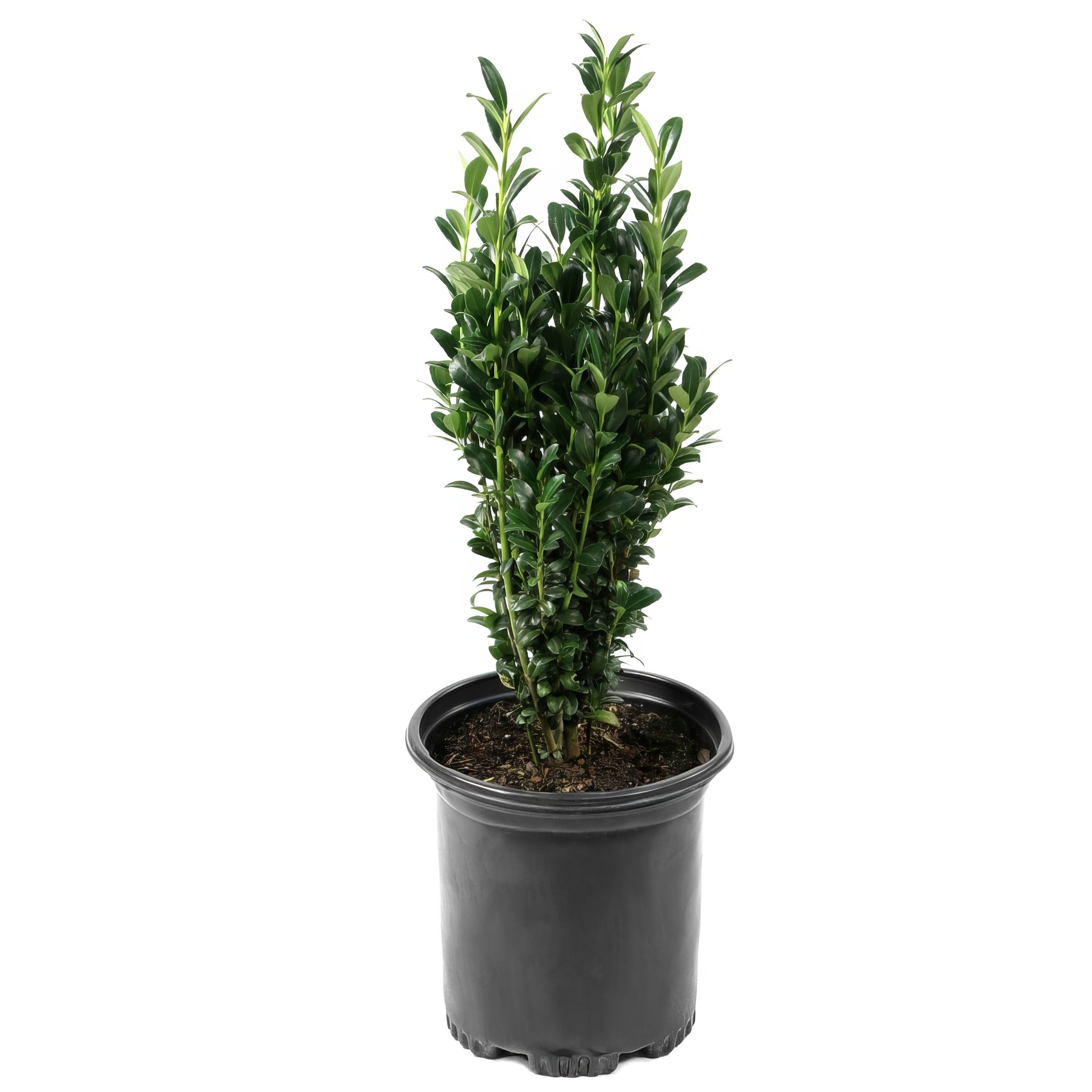 Sky Pencil, Japanese Holly - 1 Gallon Pot