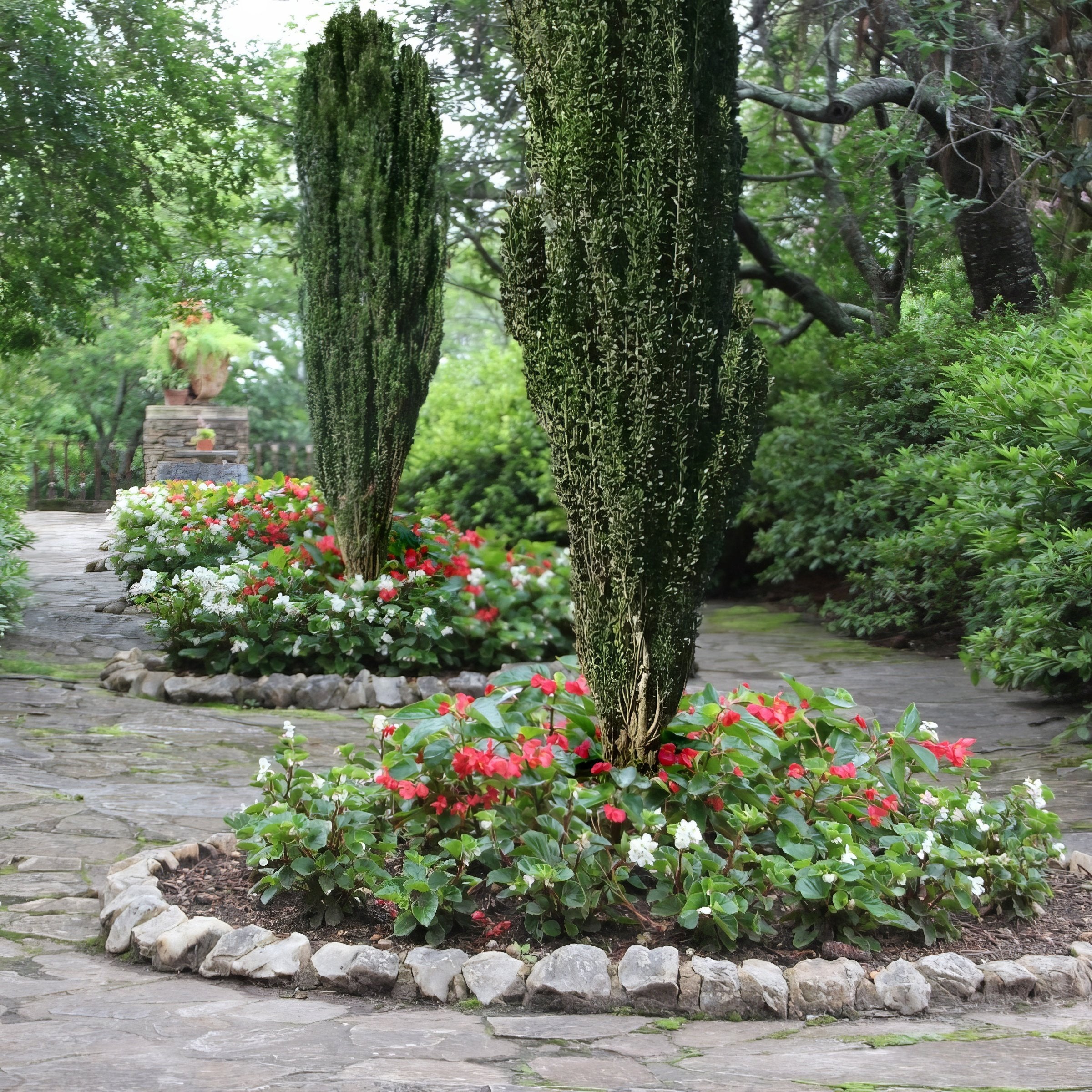 Sky Pencil, Japanese Holly - 1 Gallon Pot