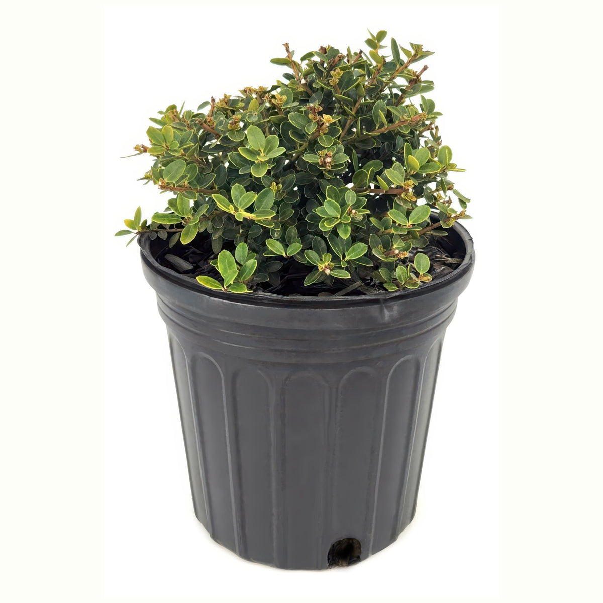 Ilex, Holly 'Compacta' - 1 Gallon Pot