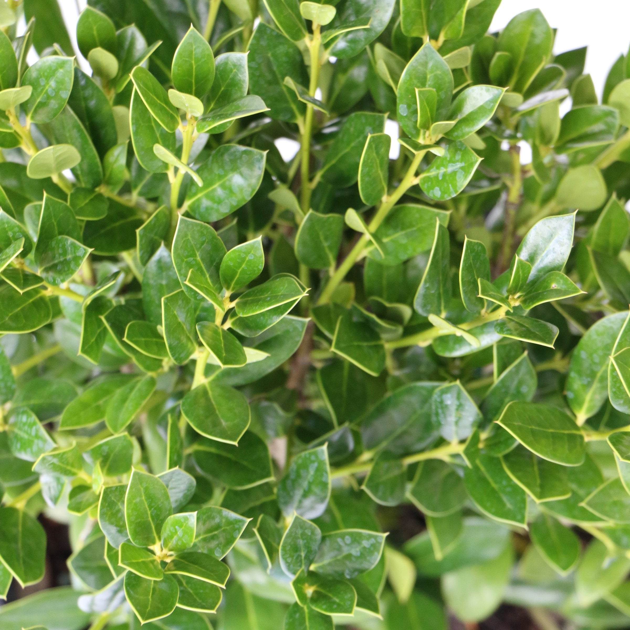 Ilex, Holly 'Needlepoint' - 1 Gallon (Pick Up  Only)