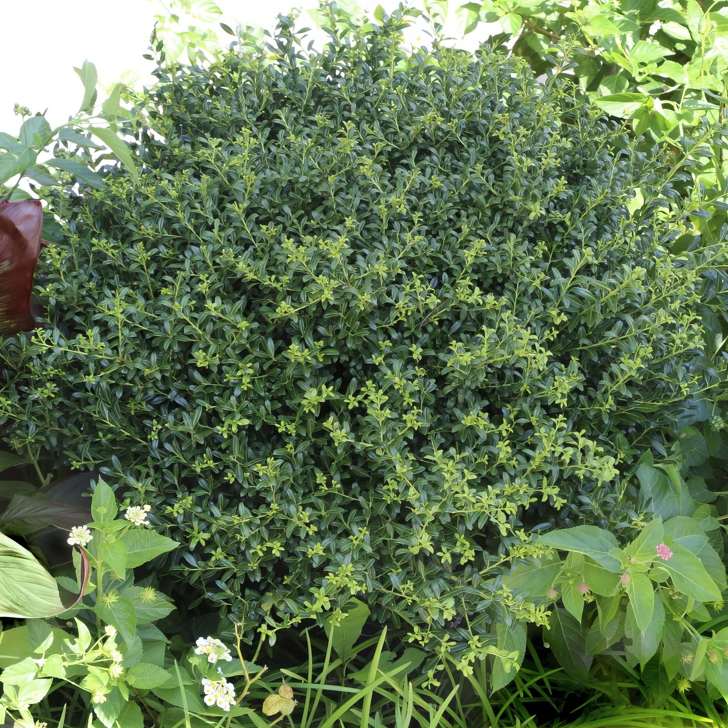 Ilex, Holly 'Soft Touch' - 1 Gallon (Pick Up Only)