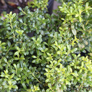 Ilex, Holly 'Soft Touch' - 1 Gallon (Pick Up Only)
