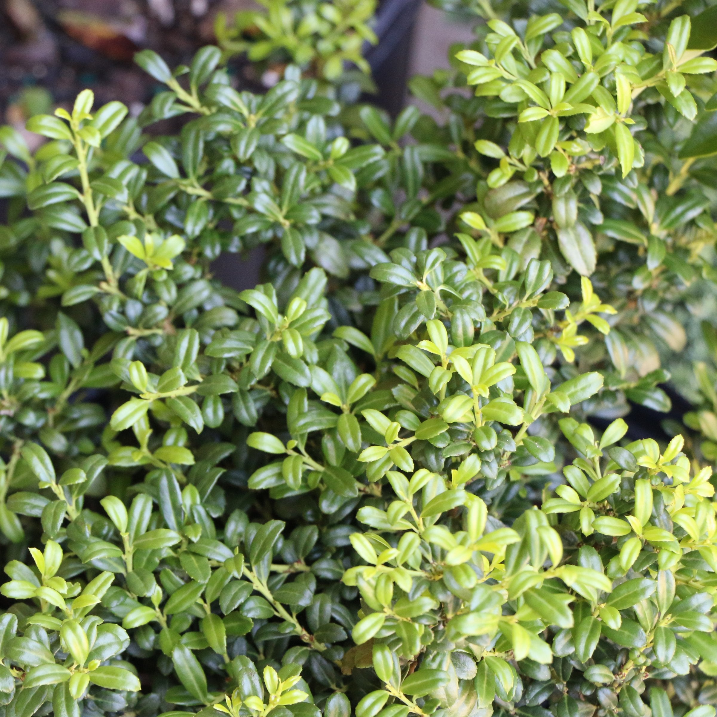 Ilex, Holly 'Soft Touch' - 1 Gallon (Pick Up Only)