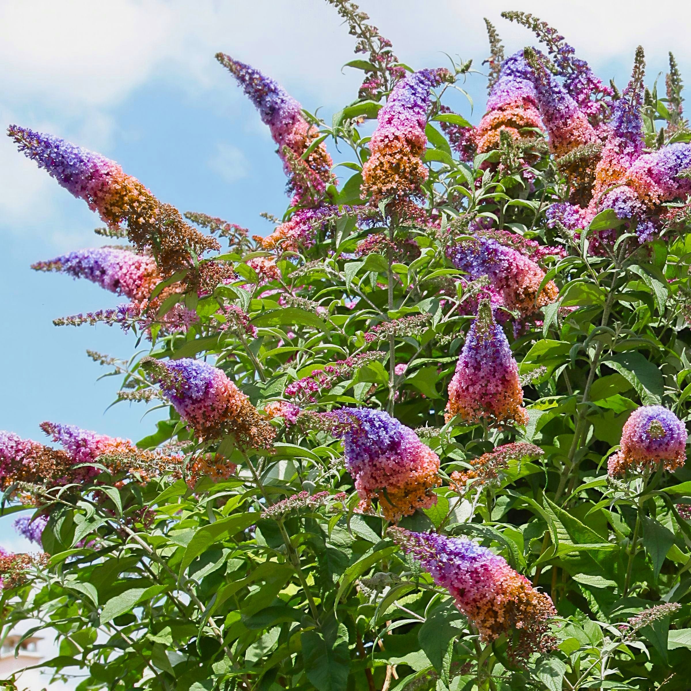'Bicolor' Butterfly Bush - 3.25" Pot, SPRING PREORDER