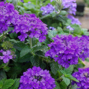 Verbena, EnduraScape™ 'Dark Purple' - 4" Pot (PICK UP ONLY)