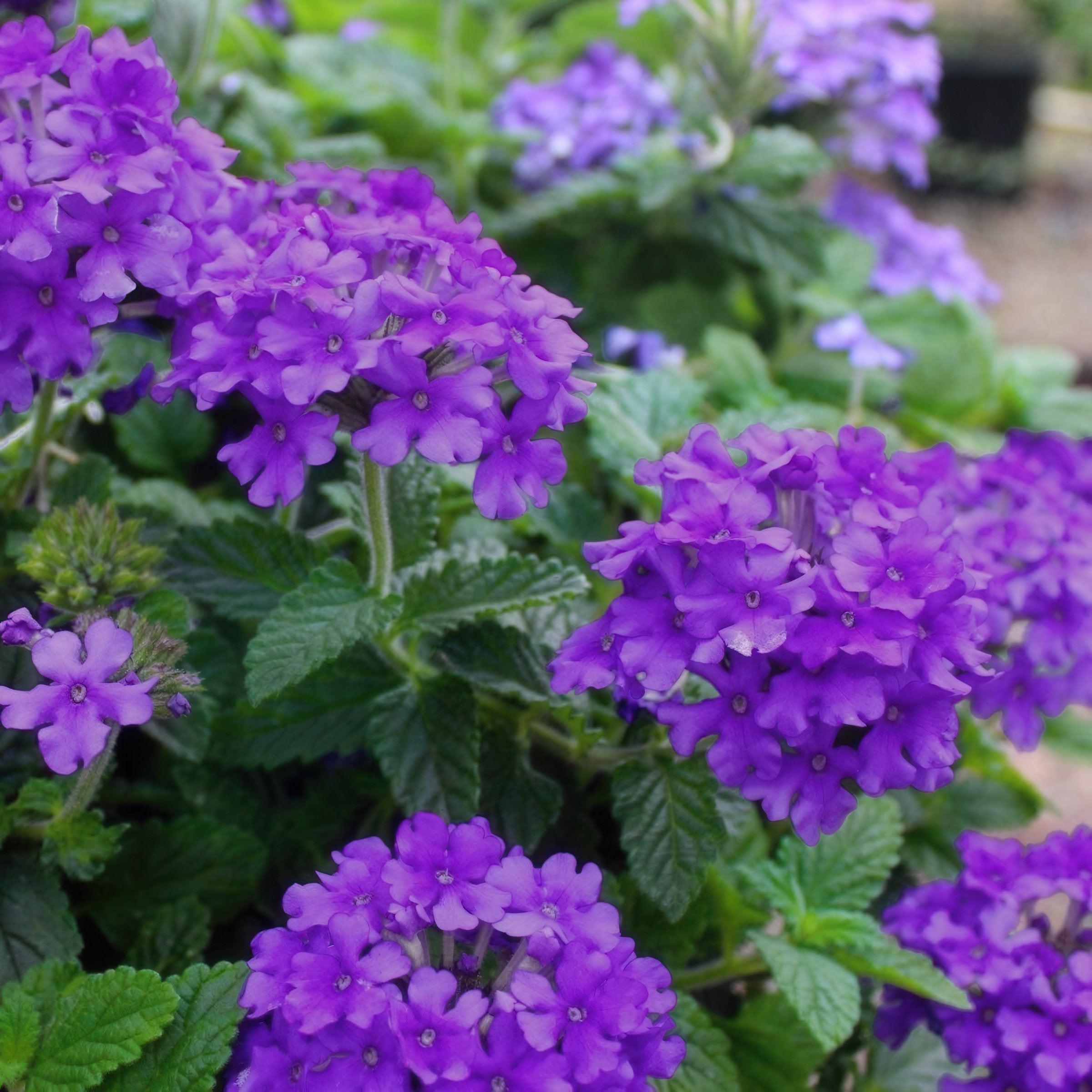 Verbena, EnduraScape™ 'Dark Purple' - 4" Pot (PICK UP ONLY)