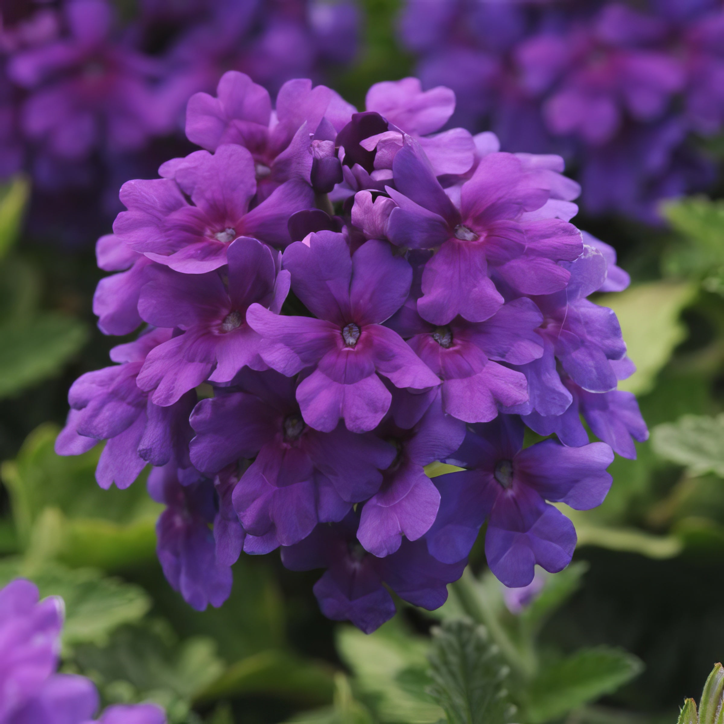 Verbena, EnduraScape™ 'Dark Purple' - 4" Pot (PICK UP ONLY)