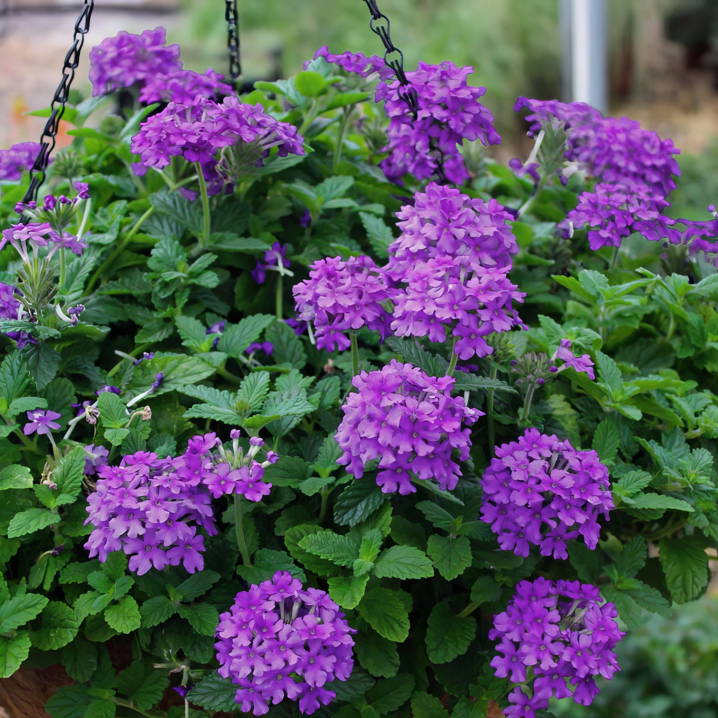 Verbena, EnduraScape™ 'Dark Purple' - 4" Pot (PICK UP ONLY)
