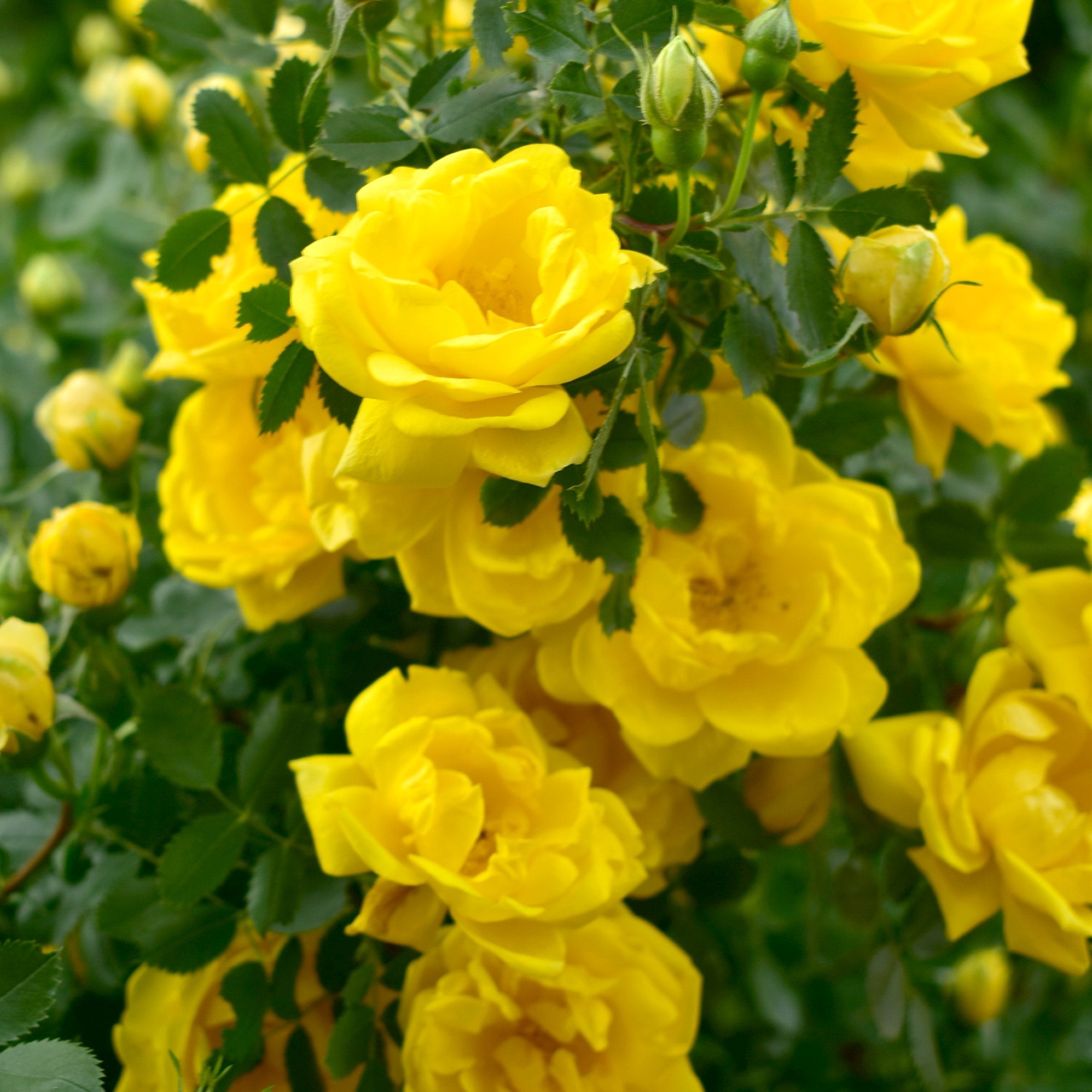 Royal Gold Climbing Rose - Bare Root
