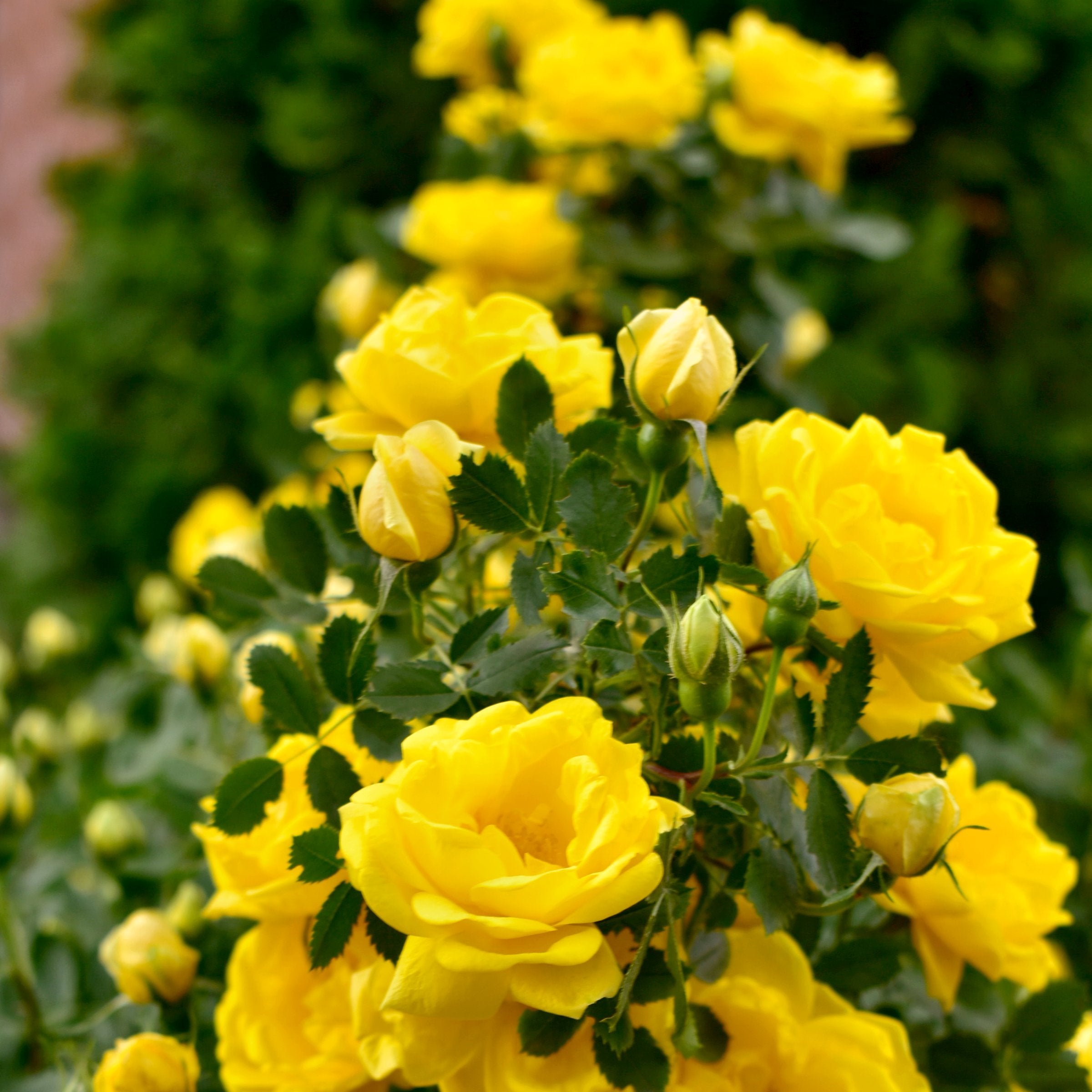 Royal Gold Climbing Rose - Bare Root
