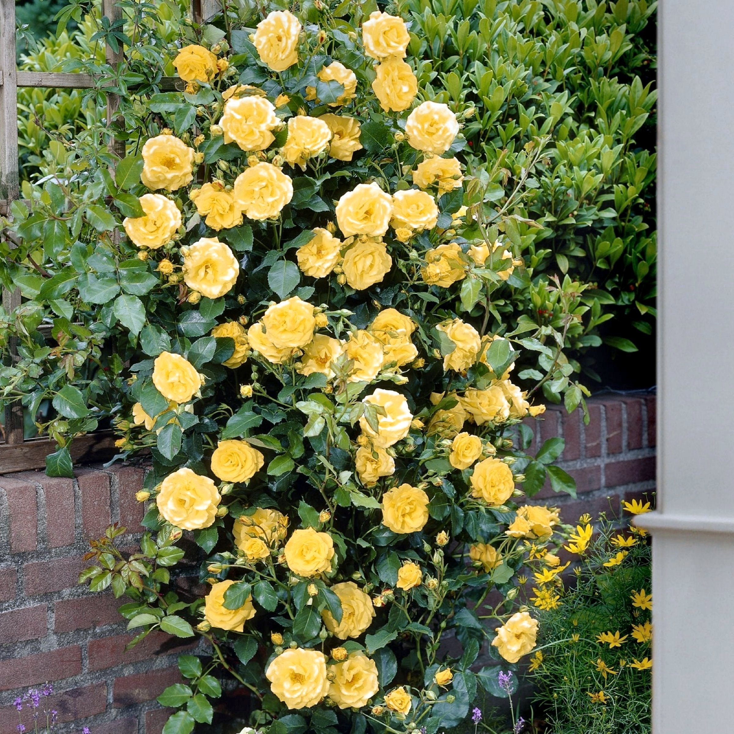 Royal Gold Climbing Rose - Bare Root