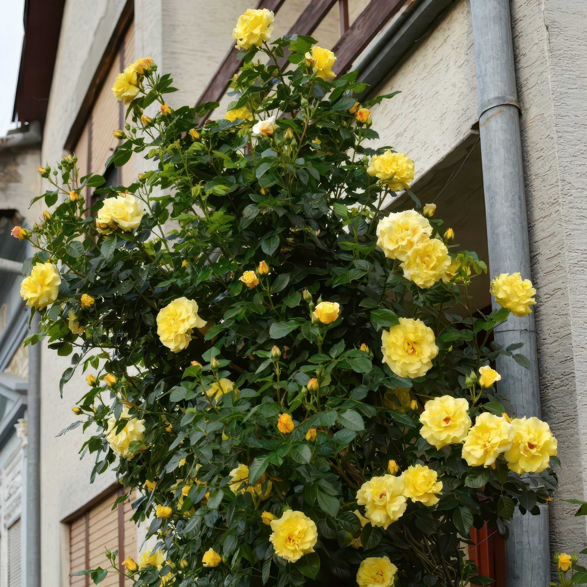 Royal Gold Climbing Rose - Bare Root