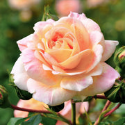 Helen Hayes Rose- Bare Root
