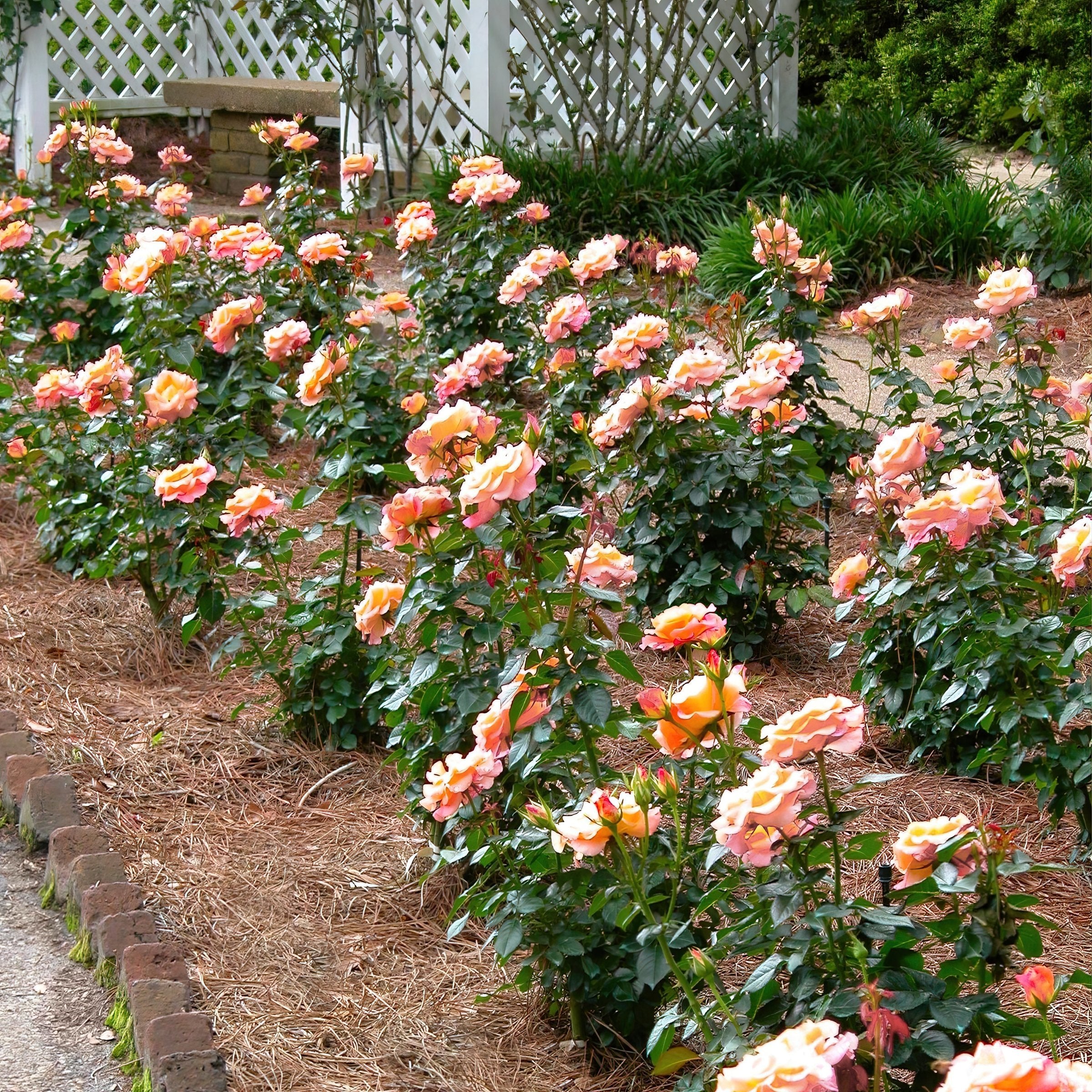 Helen Hayes Rose- Bare Root