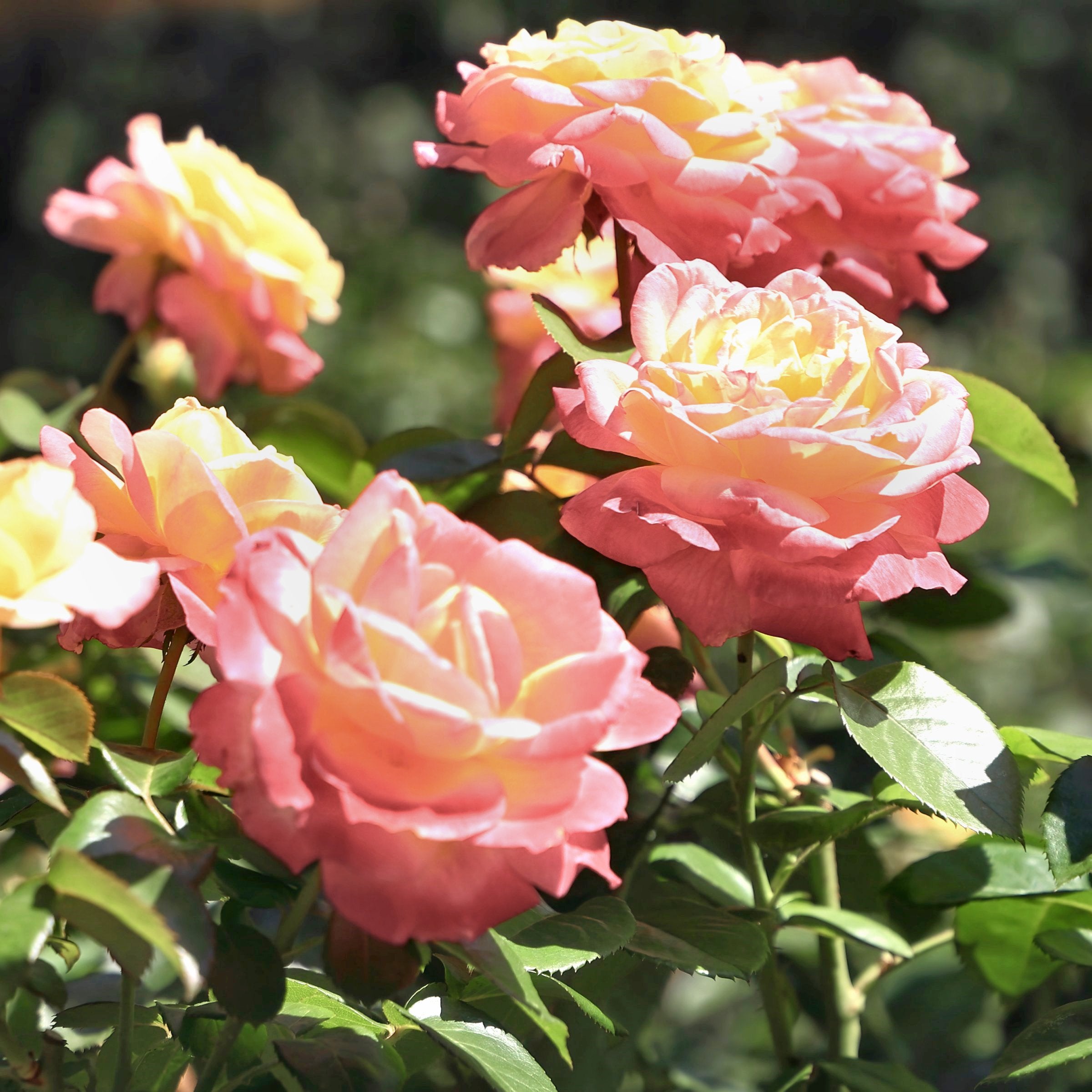 Helen Hayes Rose- Bare Root