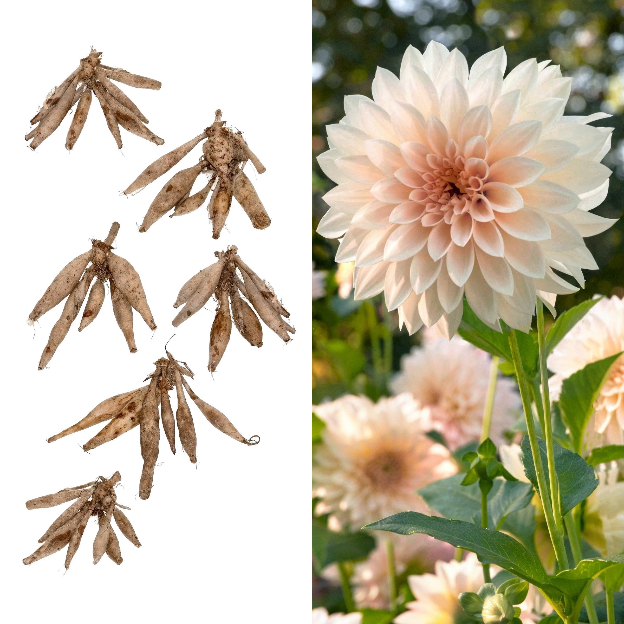 Dahlia, 'Café au Lait' Bareroot - 6 Piece