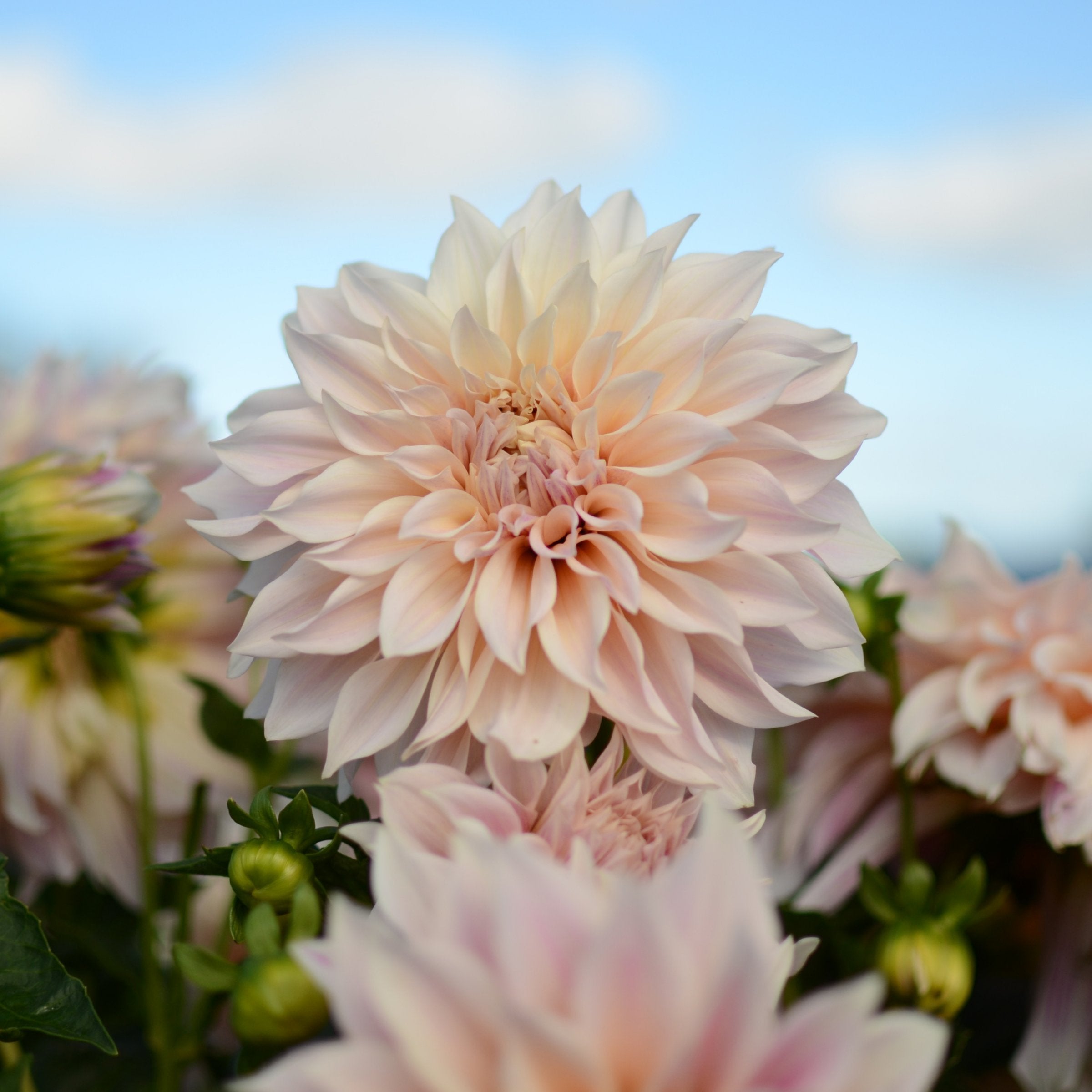 Dahlia, 'Café au Lait' Bareroot - 6 Piece