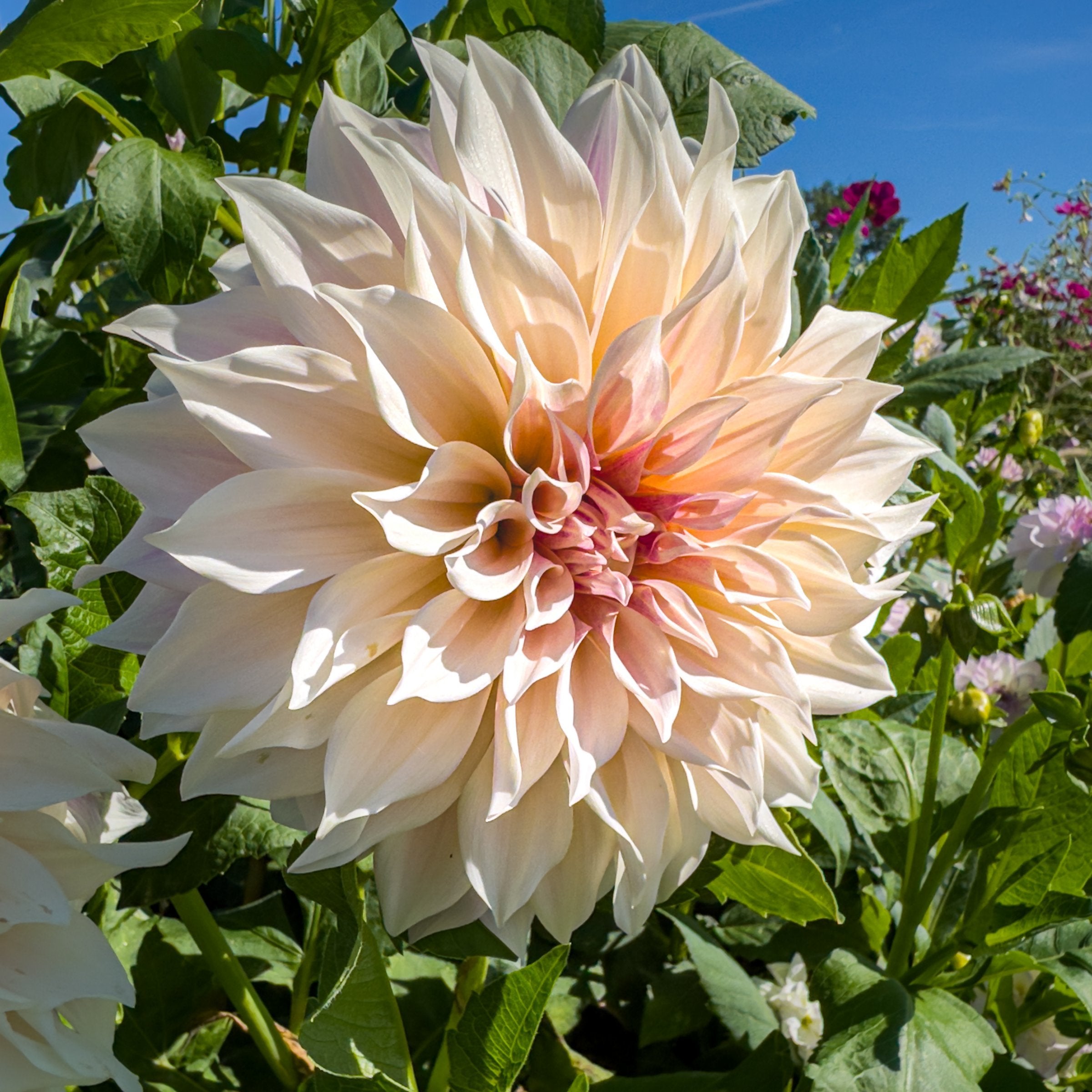 Dahlia, Mixed Garden Party – 30 Piece Collection