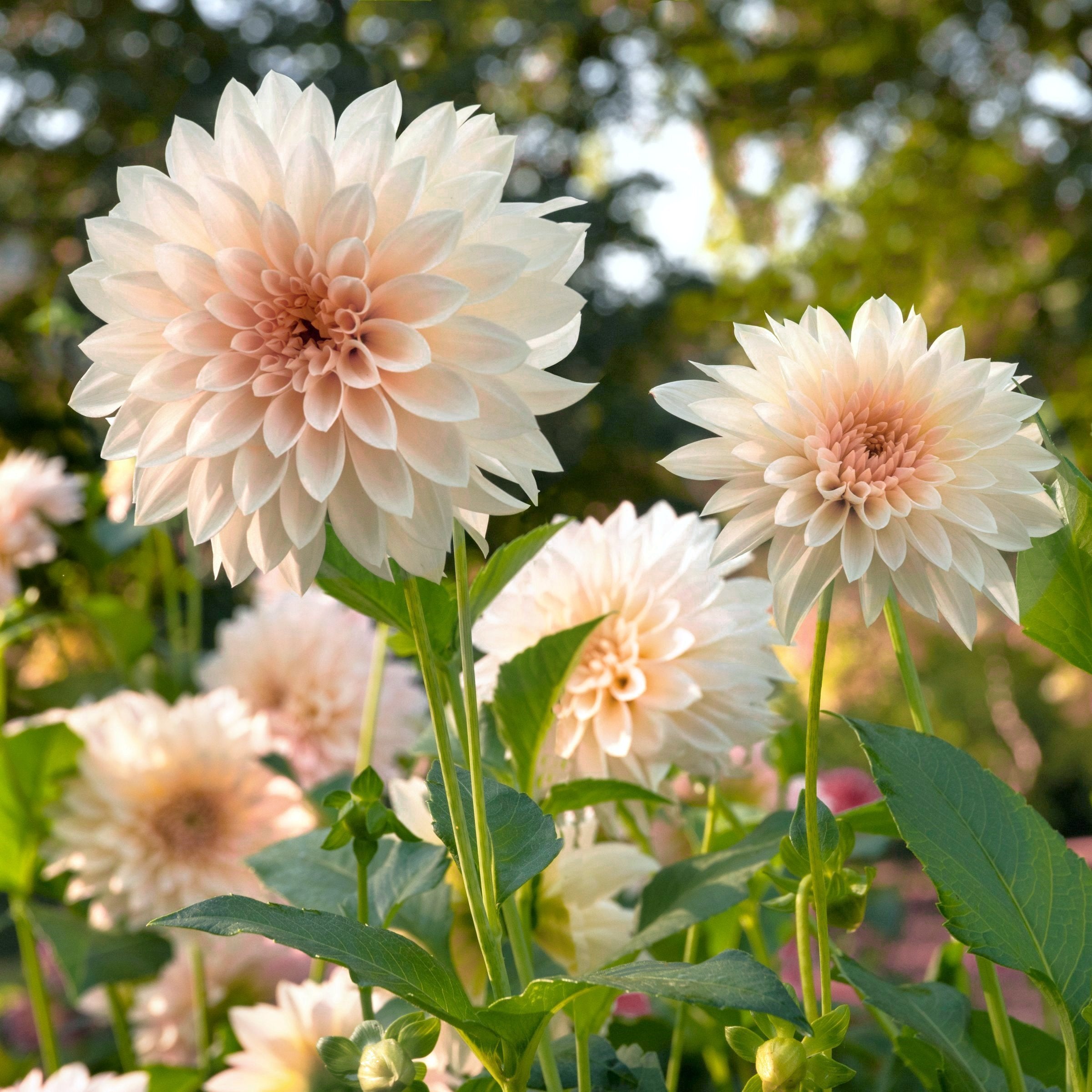 Dahlia, 'Café au Lait' Bareroot - 6 Piece