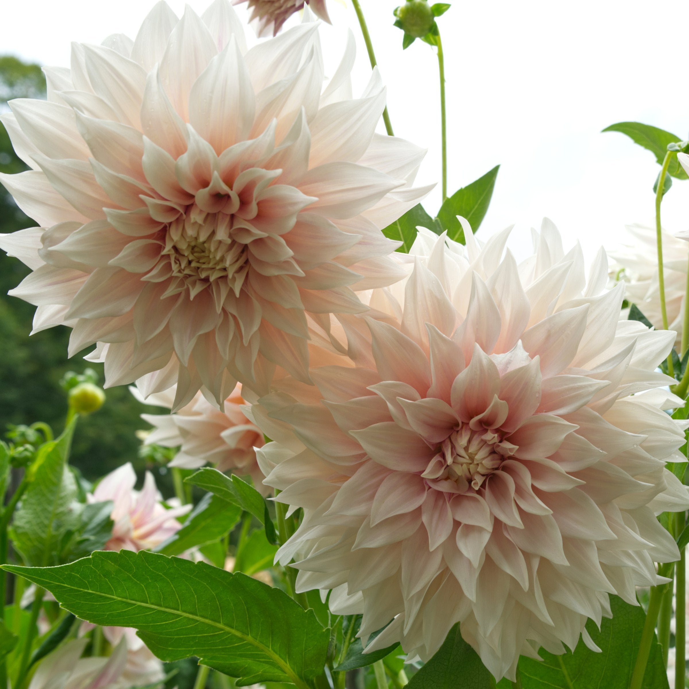 Dahlia, 'Café au Lait' Bareroot - 6 Piece