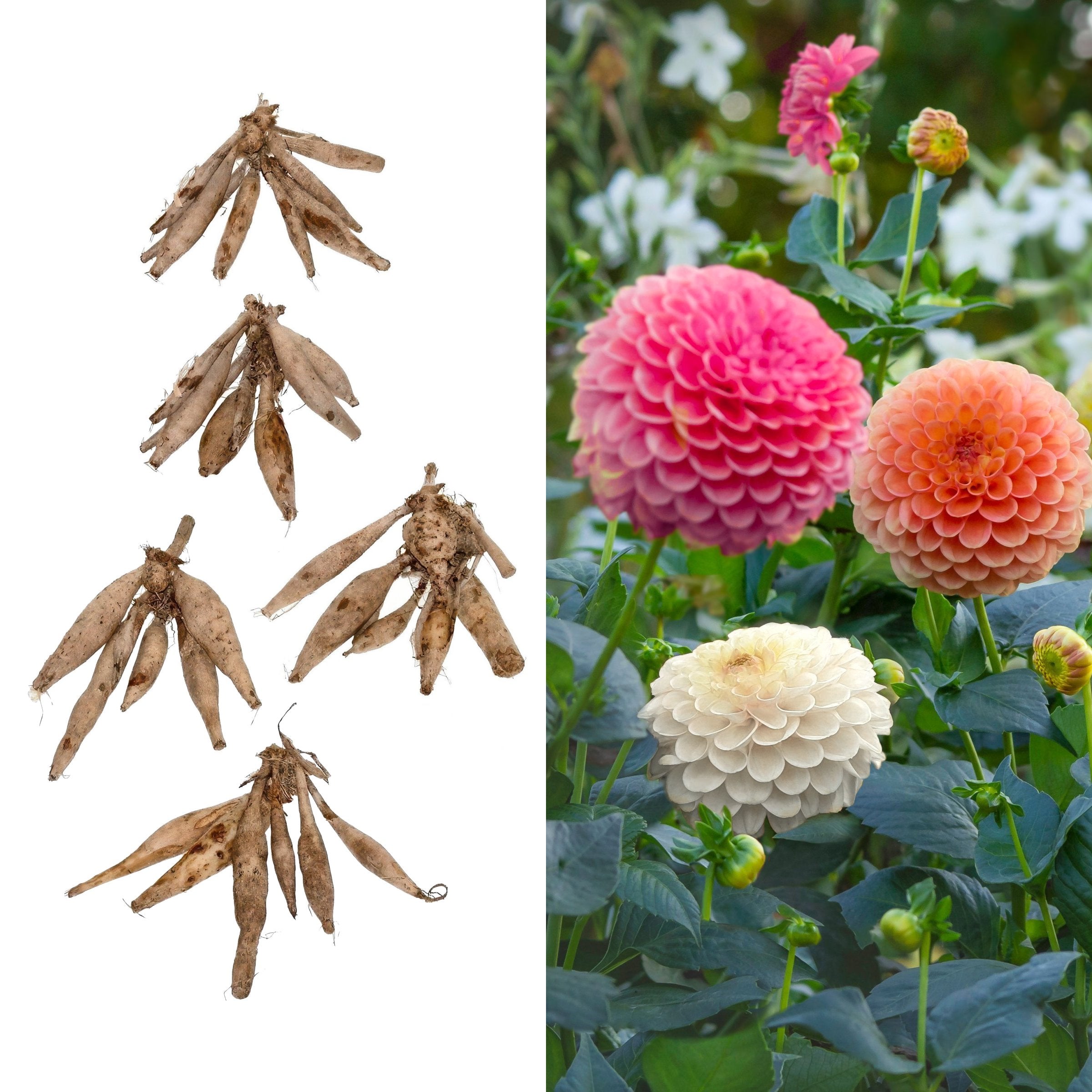 Dahlia, Ball Mix Bareroot - 6 Piece