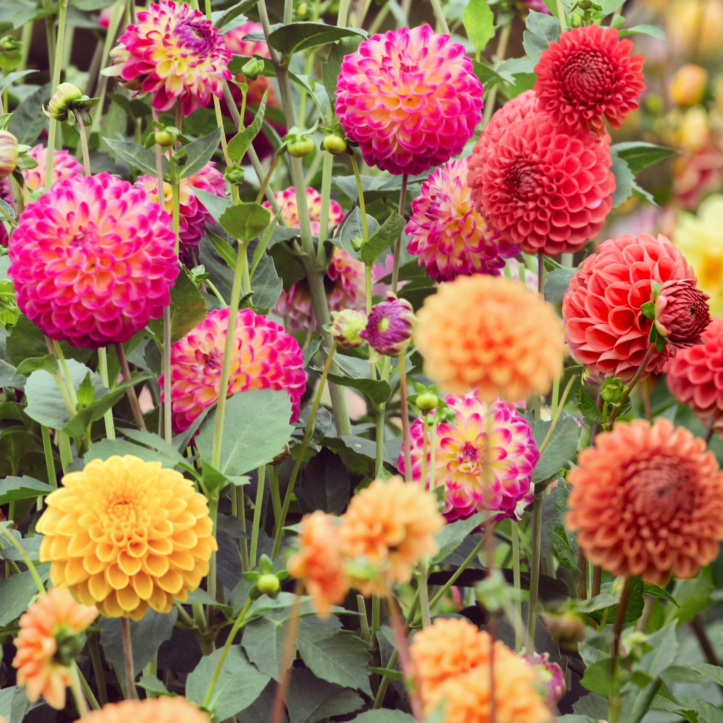 Dahlia, Ball Mix Bareroot - 6 Piece