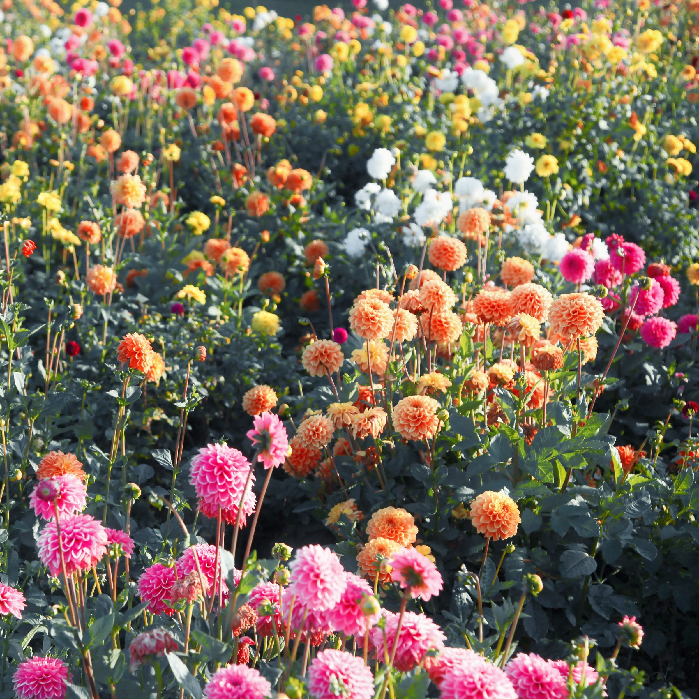 Dahlia, Ball Mix Bareroot - 6 Piece