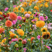 Dahlia, Ball Mix Bareroot - 6 Piece