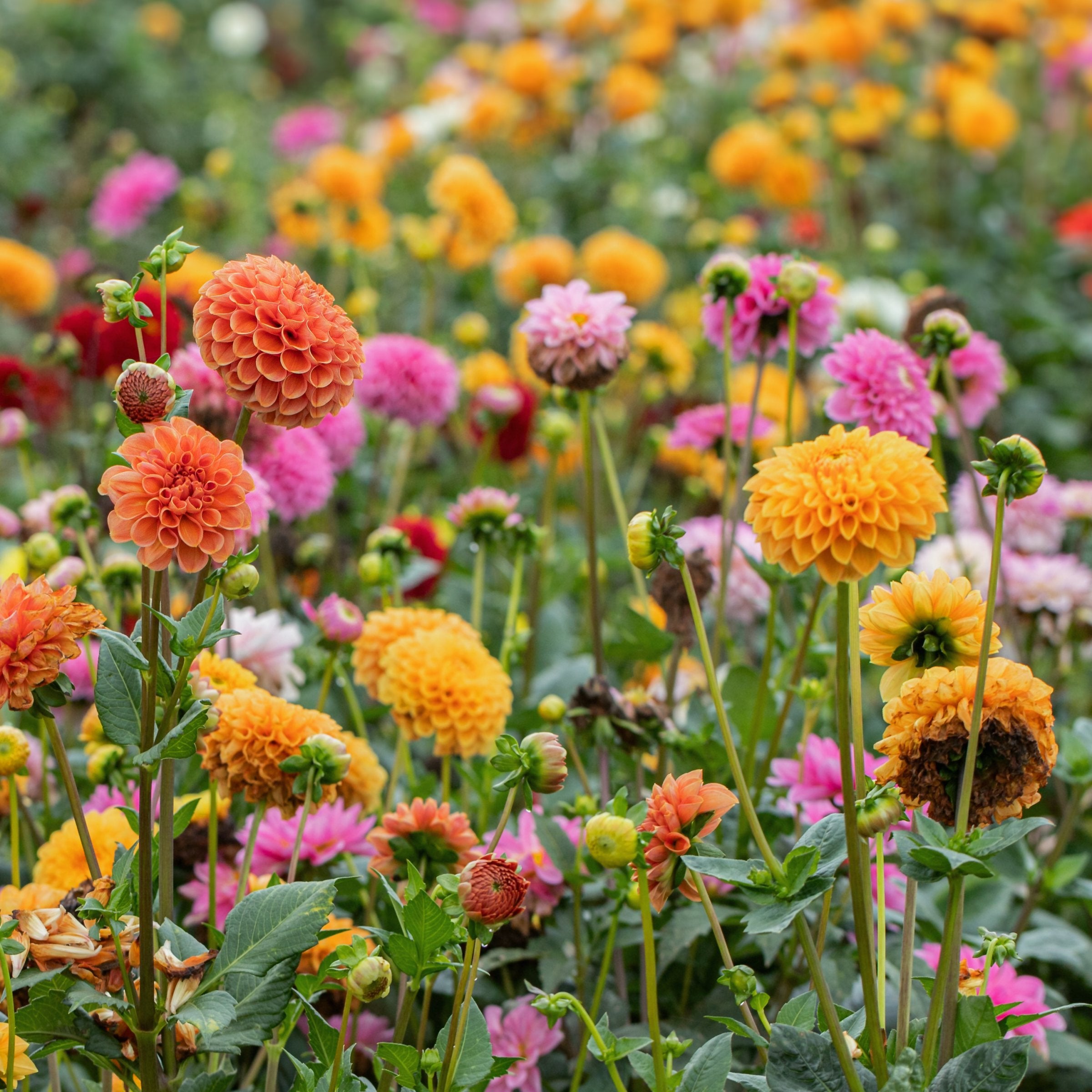 Dahlia, Ball Mix Bareroot - 6 Piece