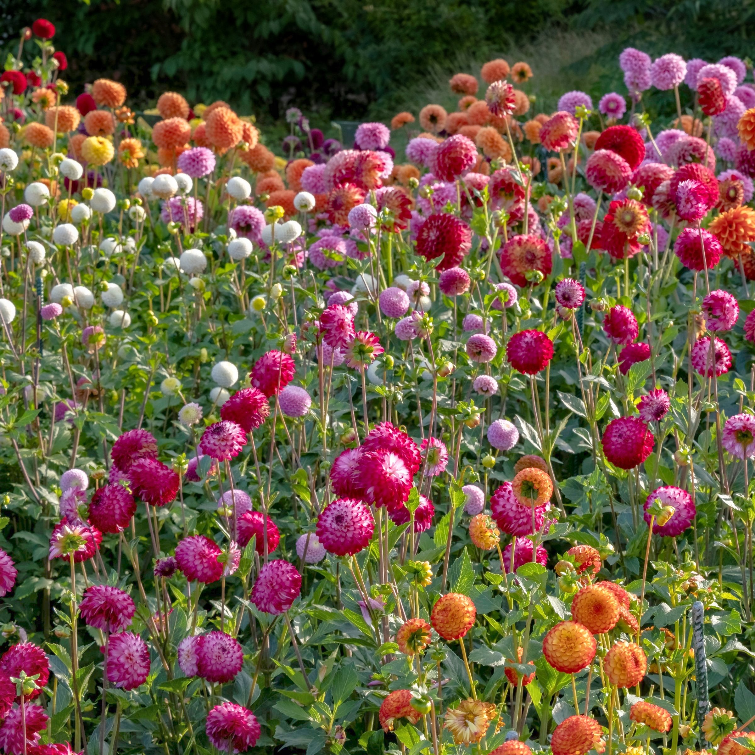 Dahlia, Ball Mix Bareroot - 6 Piece