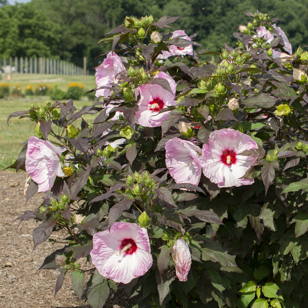 Hibiscus, Head Over Heels® 'Blush' - 1 Gallon Pot