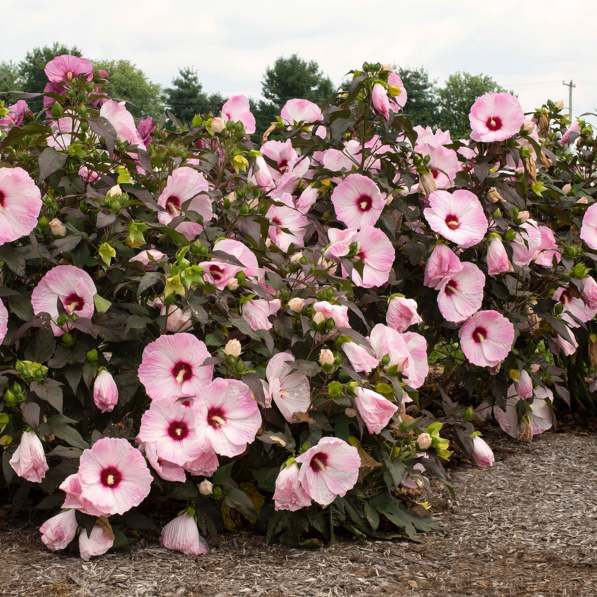 Hibiscus, Head Over Heels® 'Blush' - 1 Gallon Pot