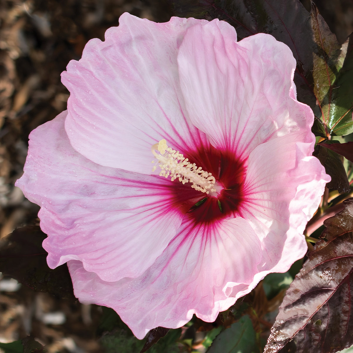Hibiscus, Head Over Heels® 'Blush' - 1 Gallon Pot