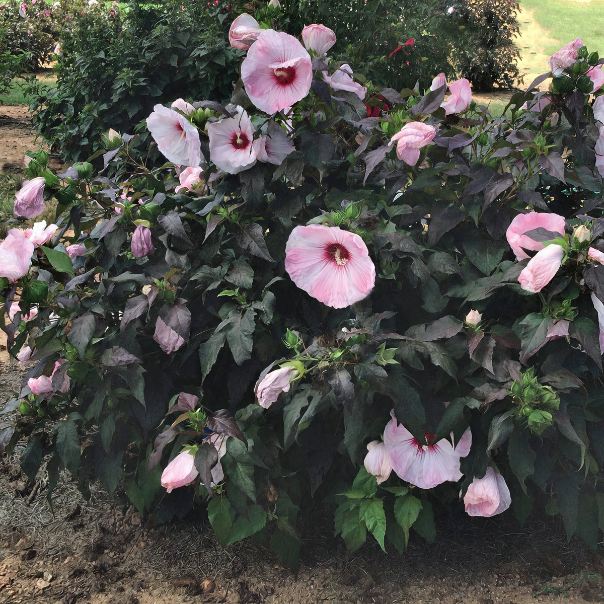 Hibiscus, Head Over Heels® 'Blush' - 1 Gallon Pot