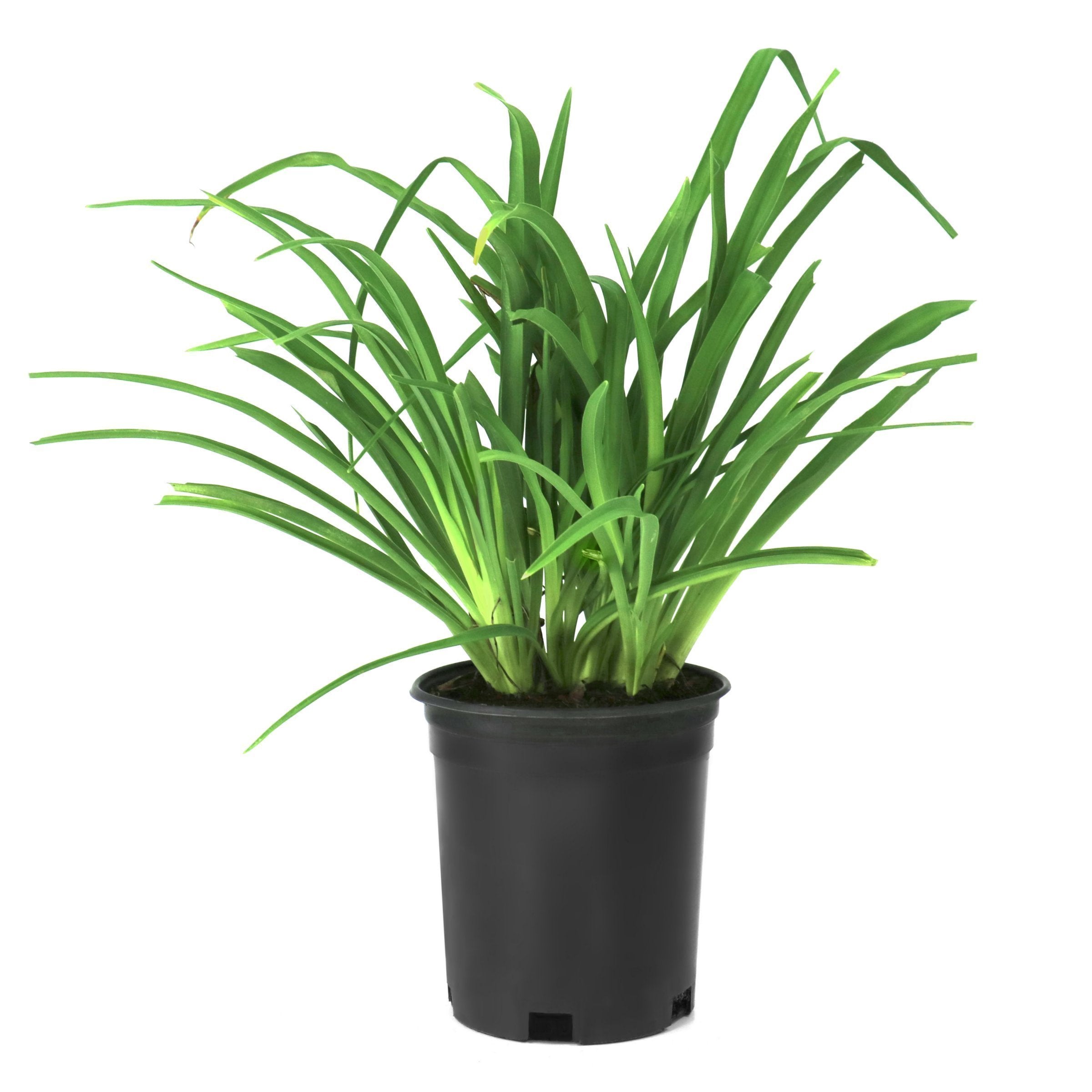 Hemerocallis 'Rosy Returns' Daylily - 1 Gallon Pot