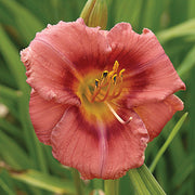 Hemerocallis 'Rosy Returns' Daylily - 1 Gallon Pot