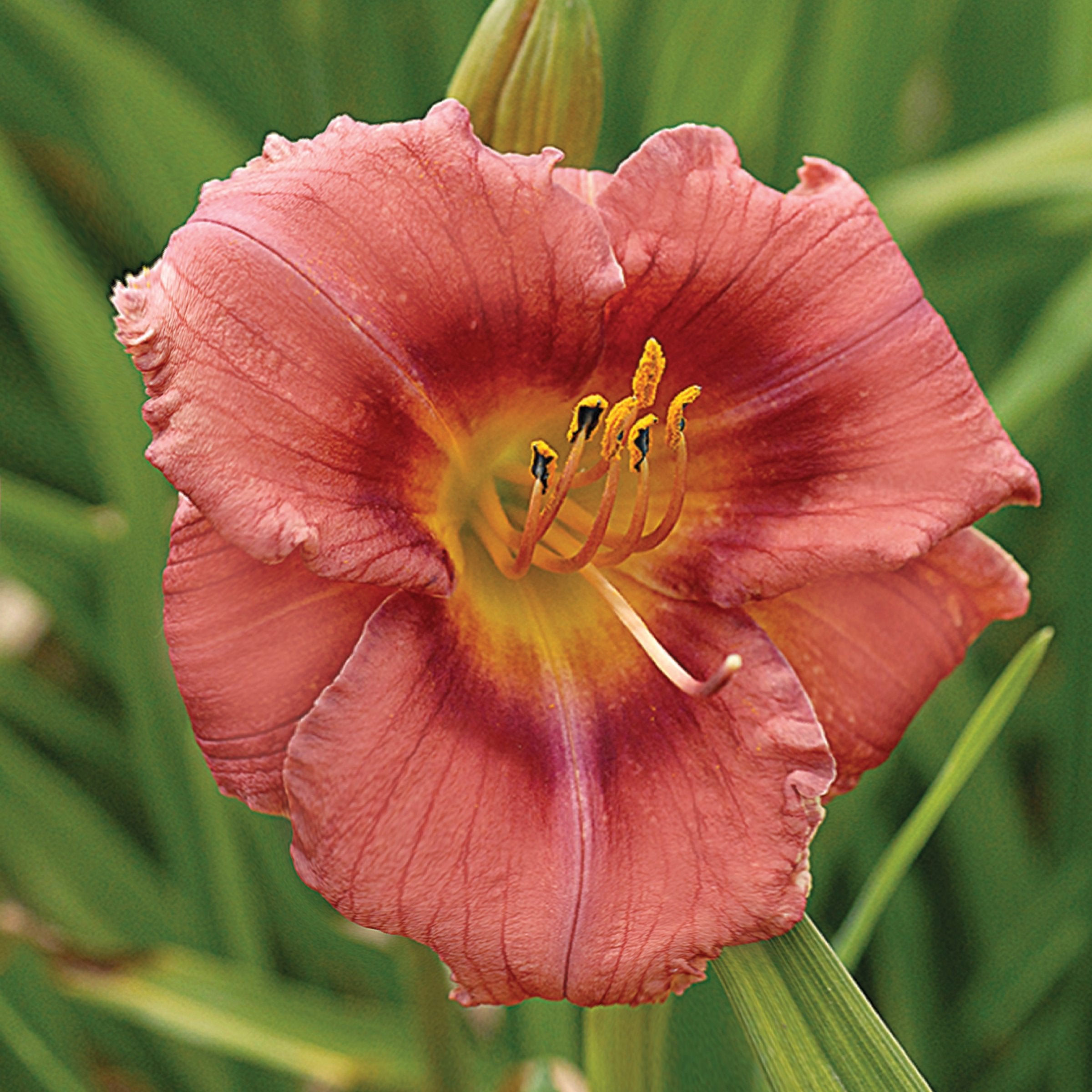 Hemerocallis 'Rosy Returns' Daylily - 1 Gallon Pot