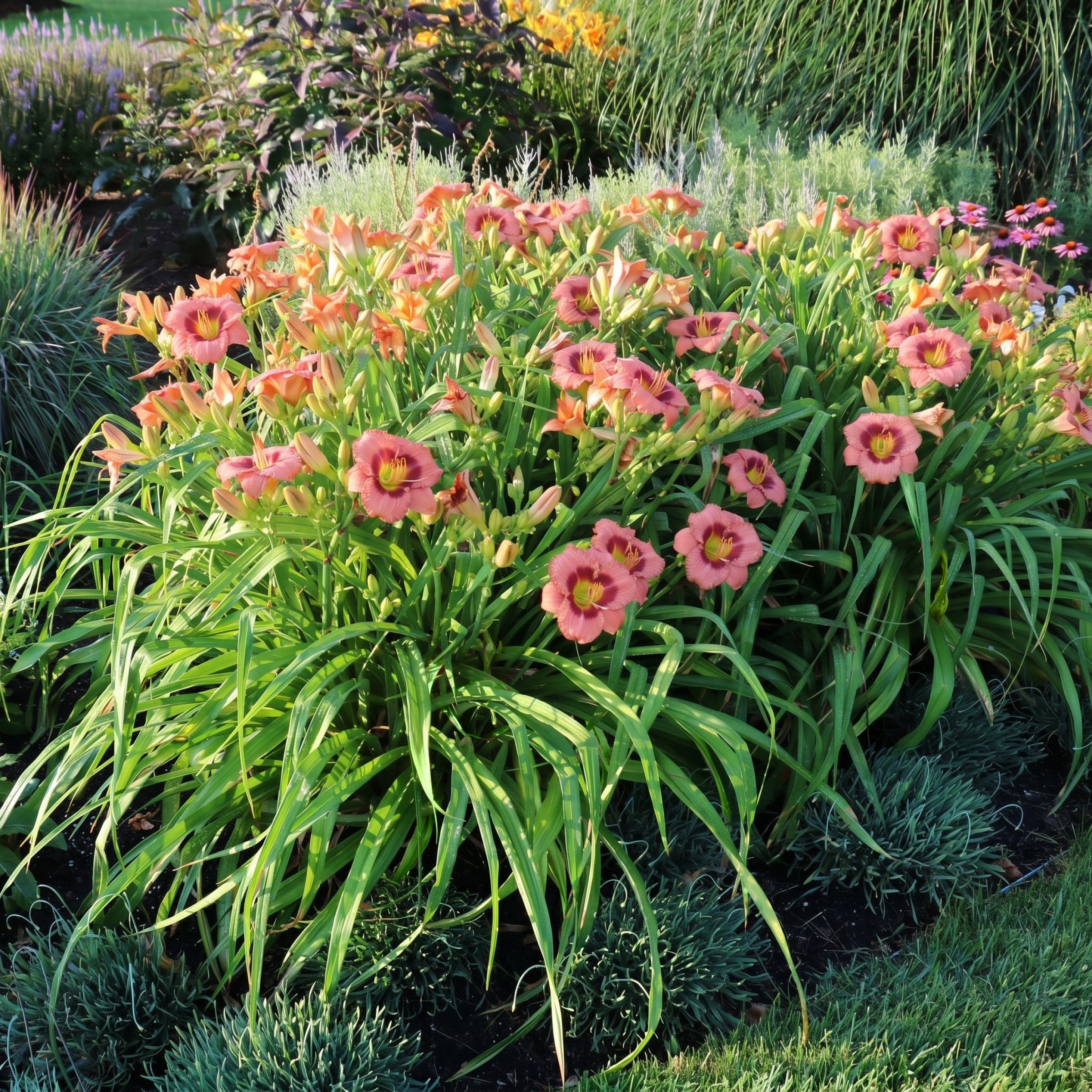 Hemerocallis 'Rosy Returns' Daylily - 1 Gallon Pot