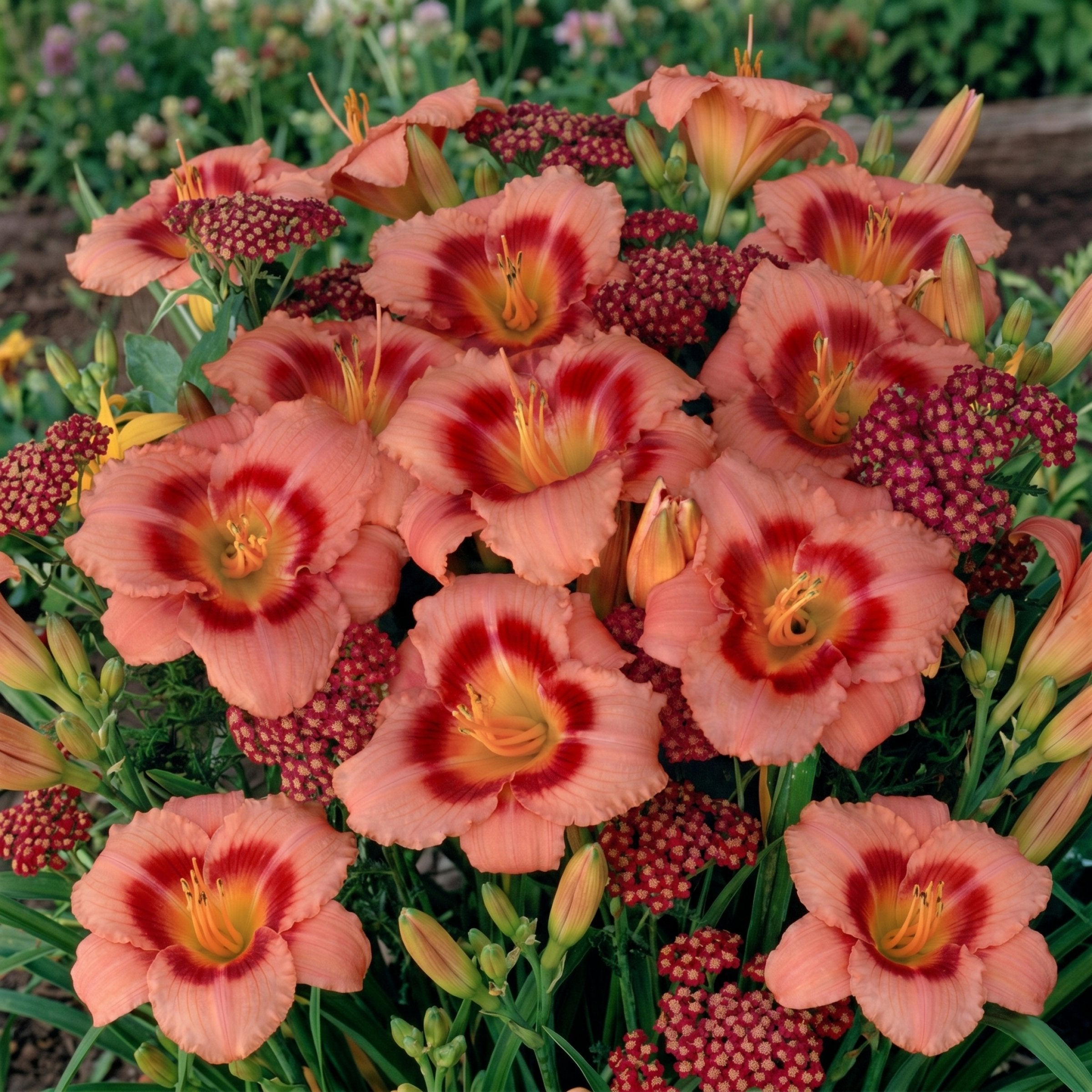 Hemerocallis 'Rosy Returns' Daylily - 1 Gallon Pot